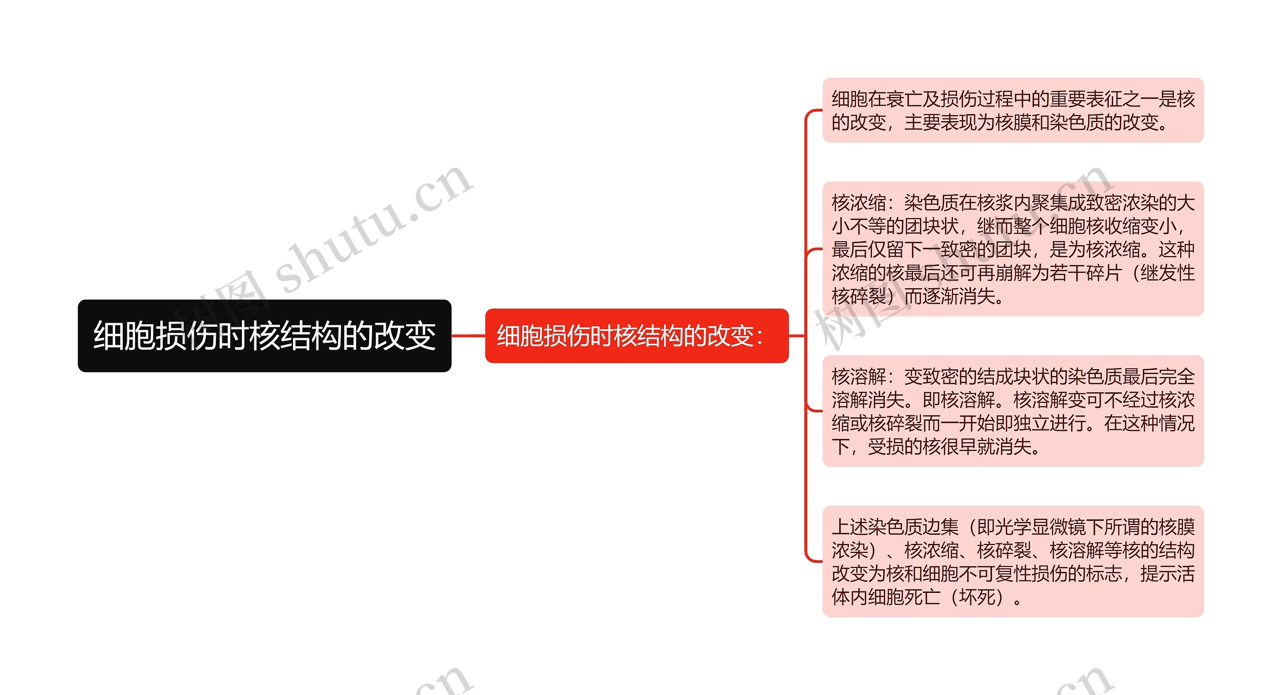 细胞损伤时核结构的改变思维导图