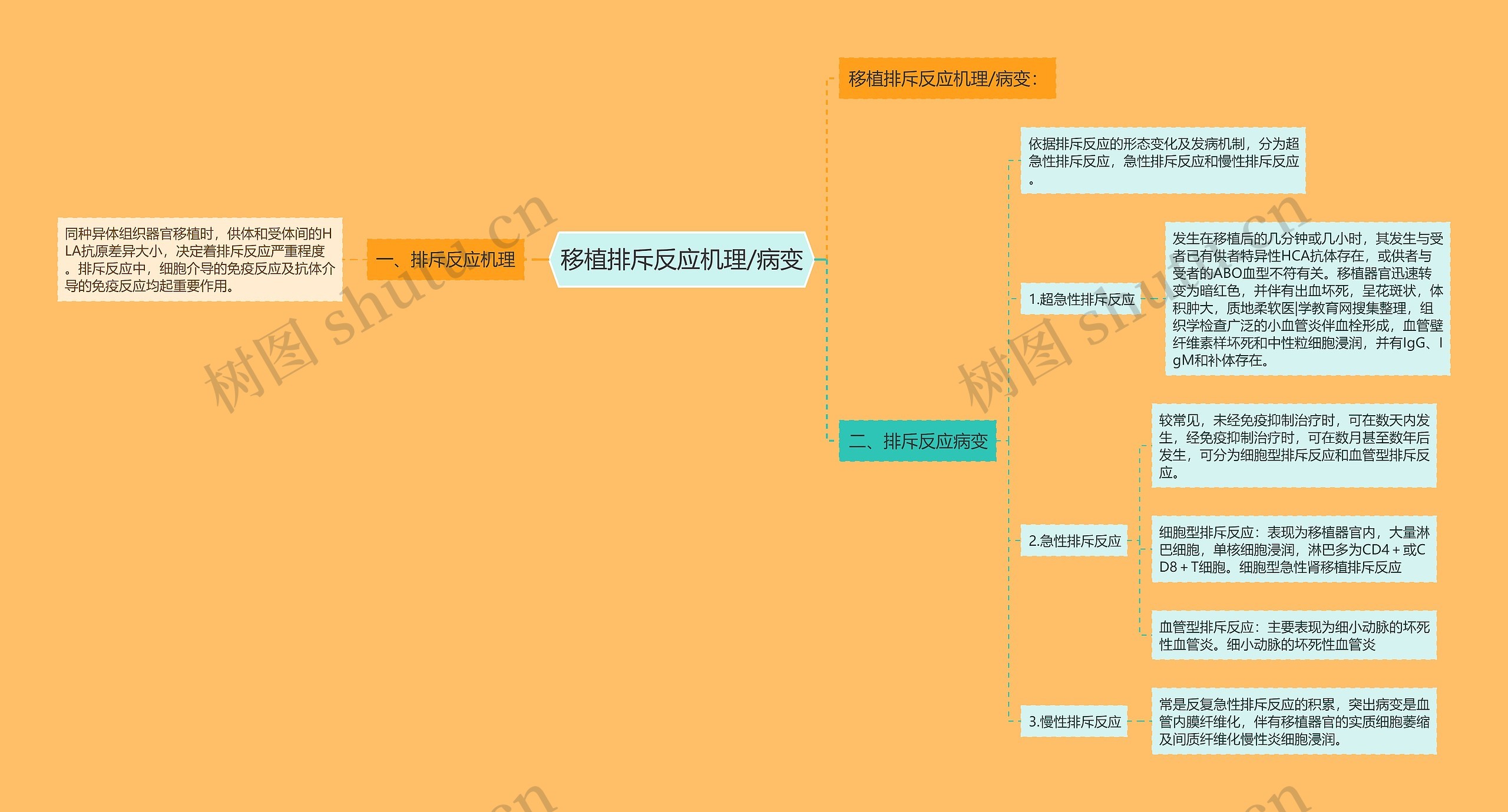 移植排斥反应机理/病变思维导图