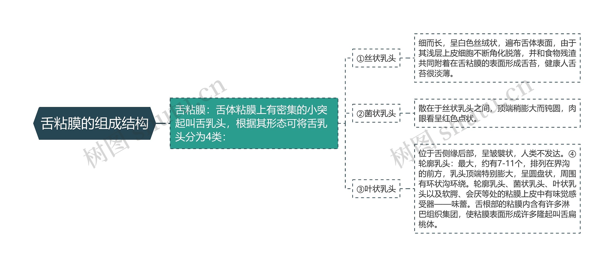 舌粘膜的组成结构思维导图