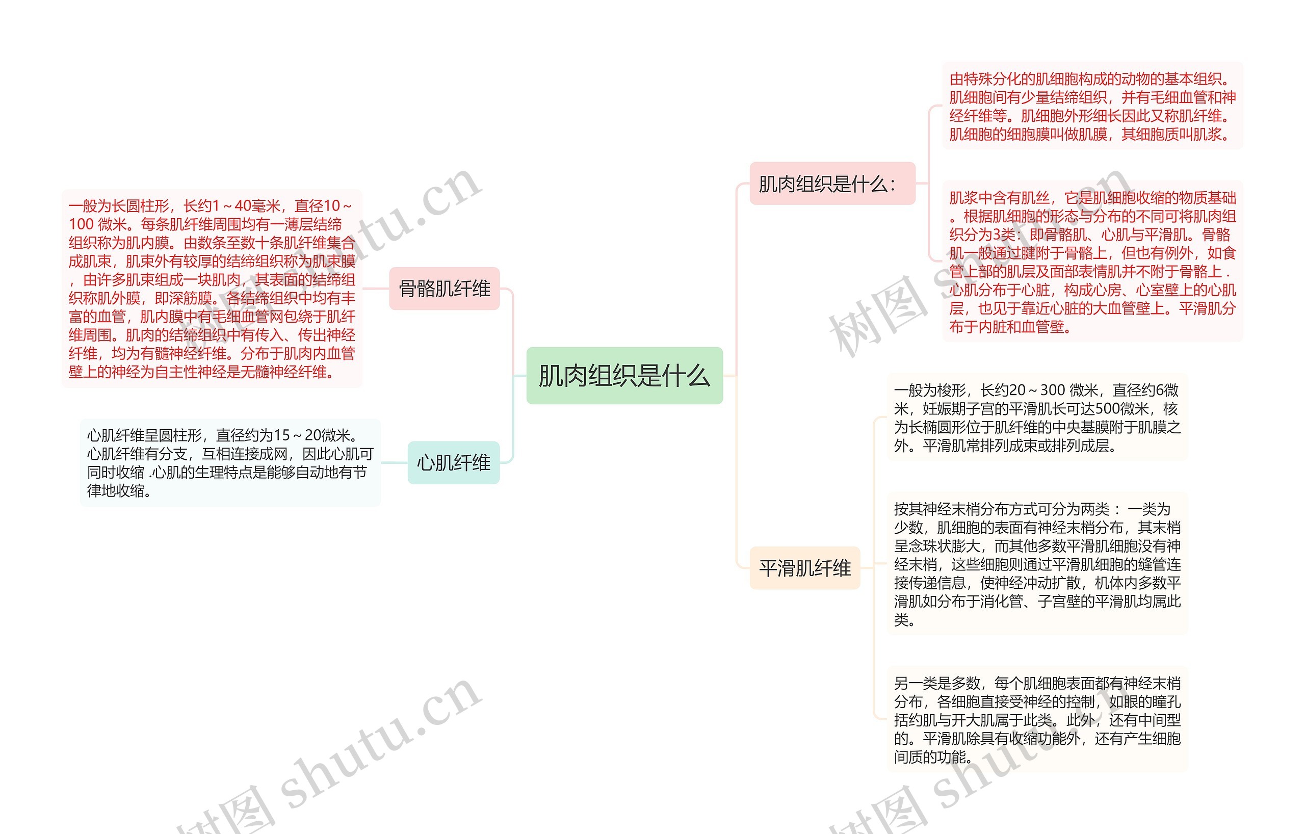 肌肉组织是什么 肌肉组织是什么