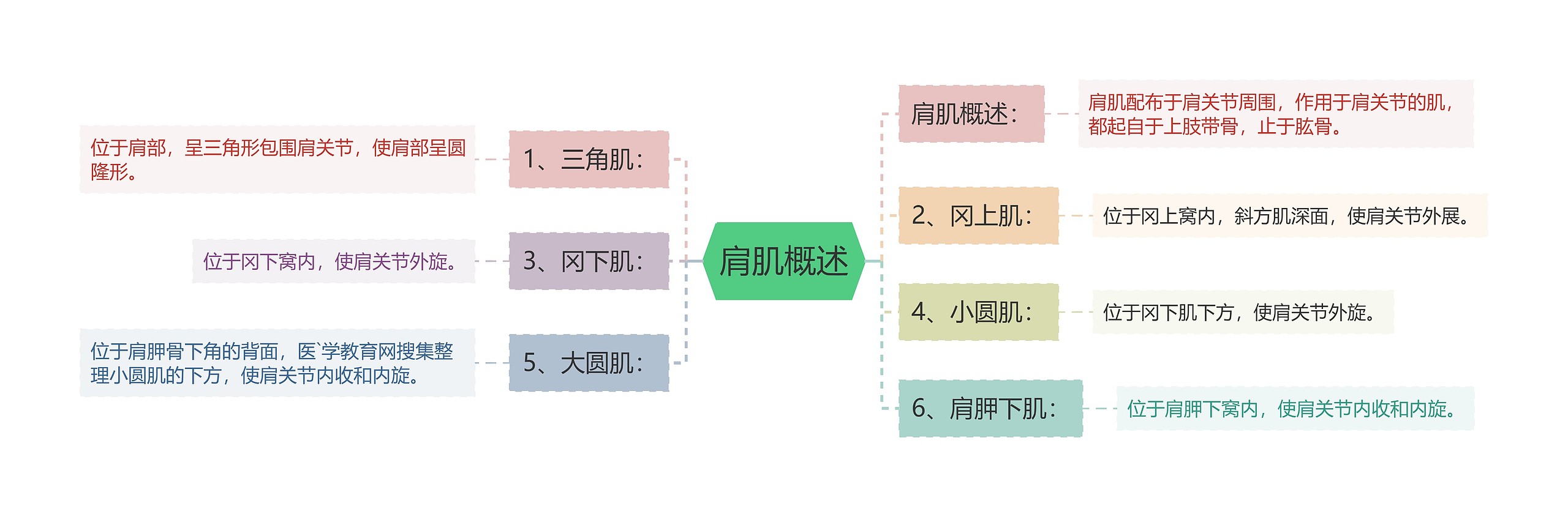肩肌概述 肩肌概述