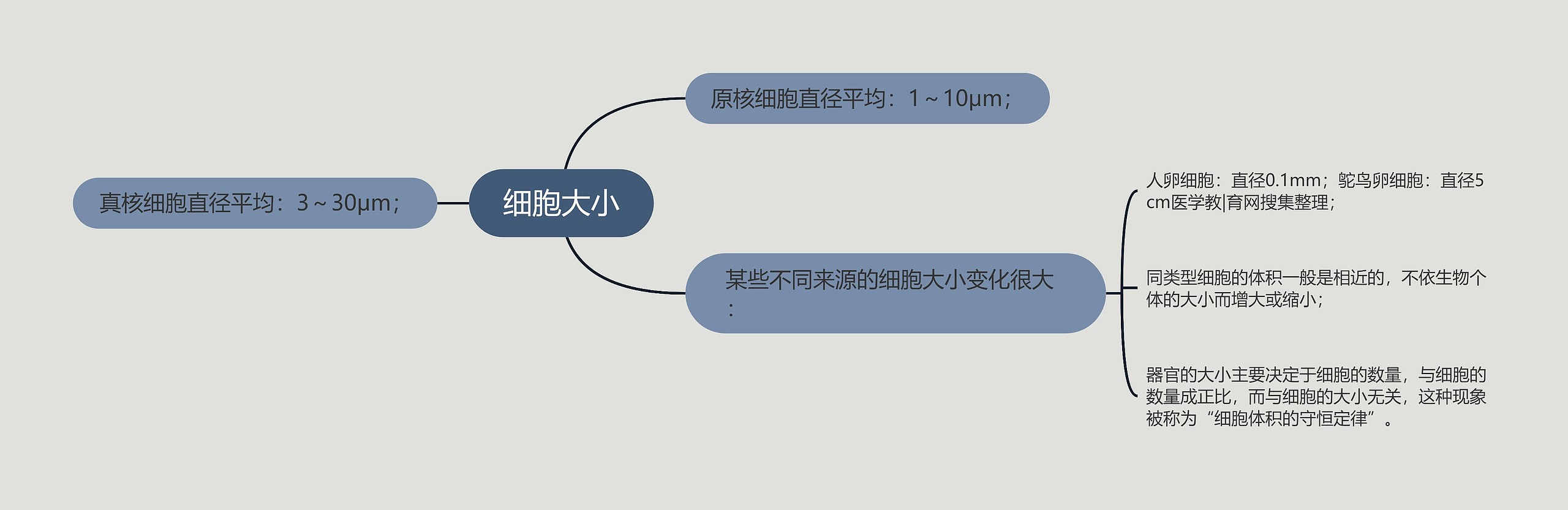 细胞大小思维导图