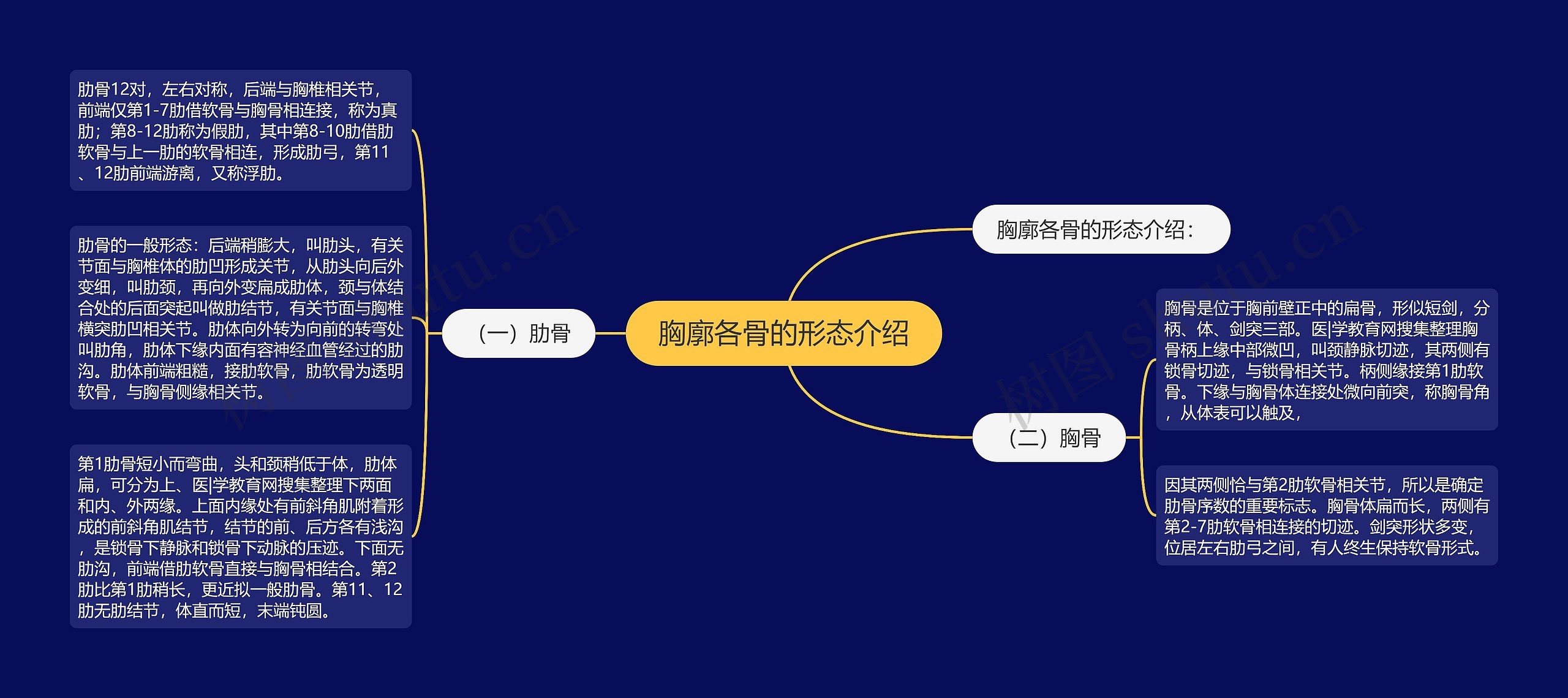 胸廓各骨的形态介绍