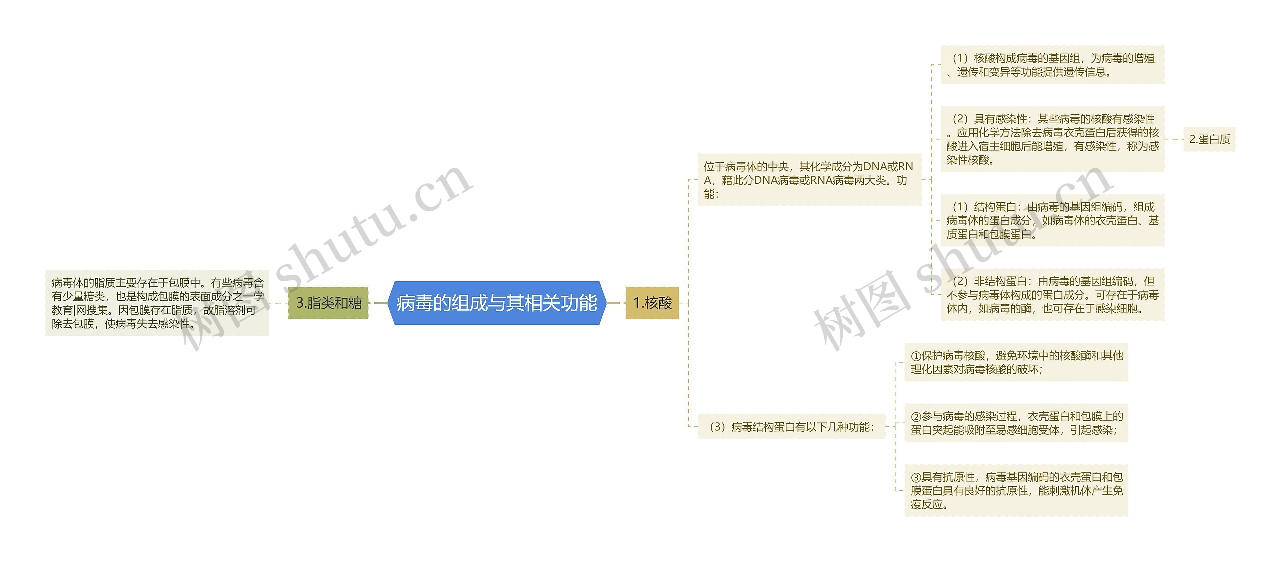 病毒的组成与其相关功能思维导图