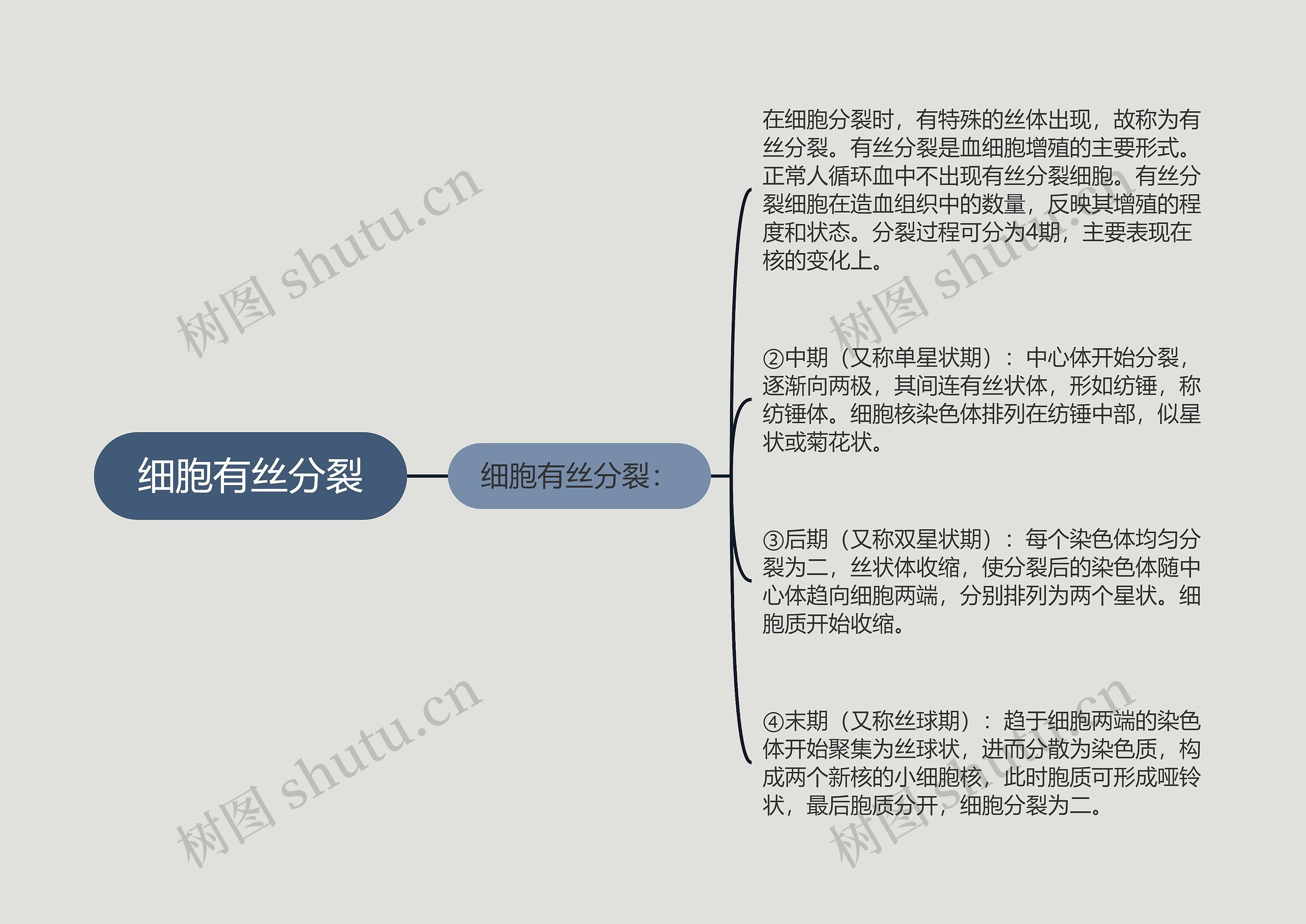 细胞有丝分裂思维导图