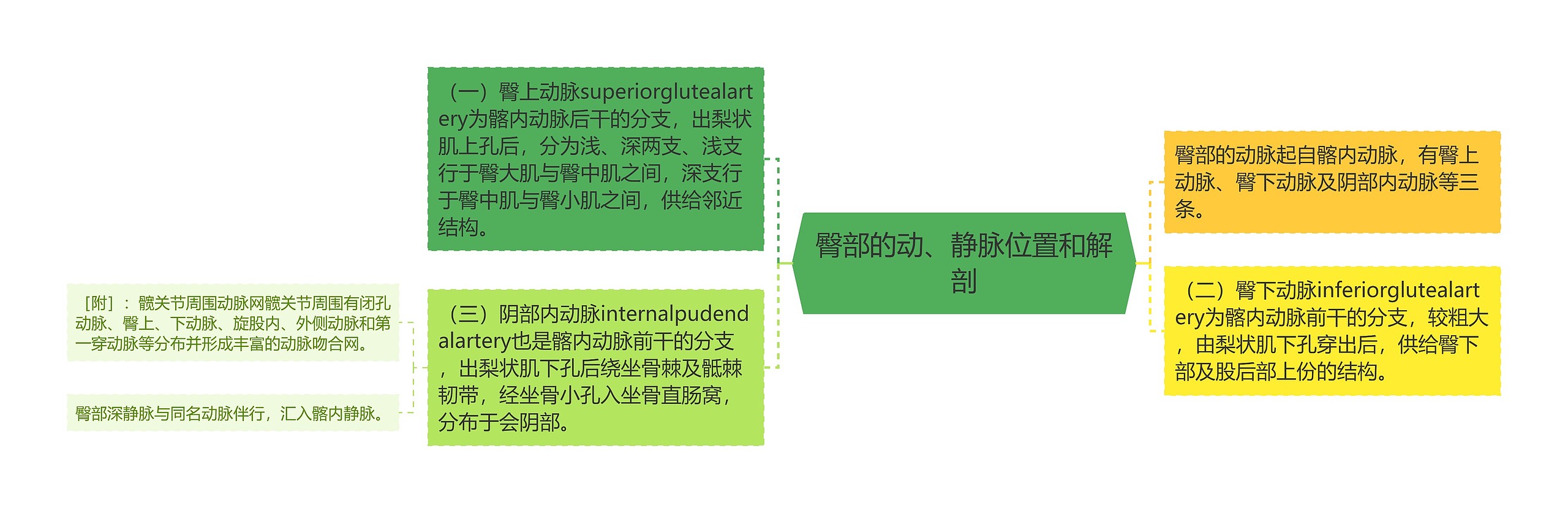 臀部的动、静脉位置和解剖