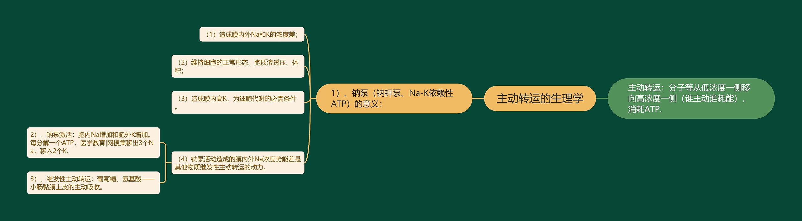 主动转运的生理学 主动转运的生理学