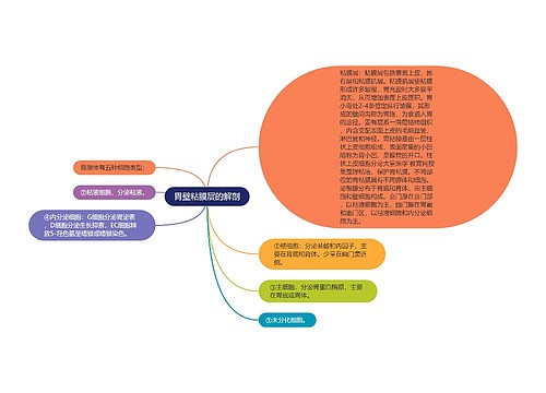 胃壁粘膜层的解剖