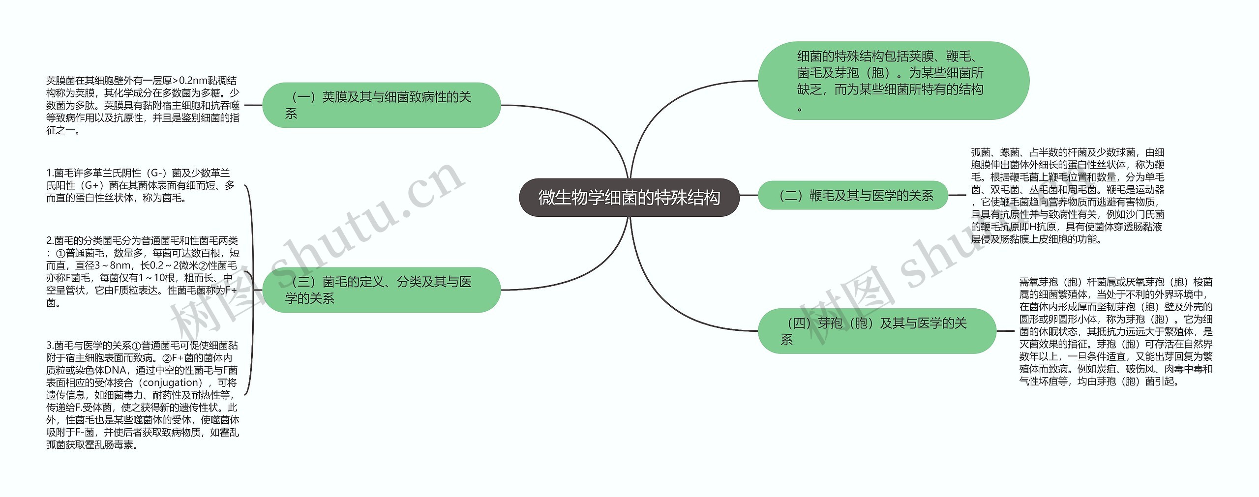 微生物学细菌的特殊结构