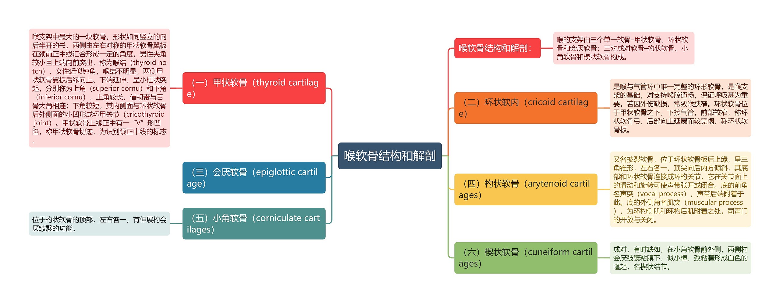 喉软骨结构和解剖思维导图