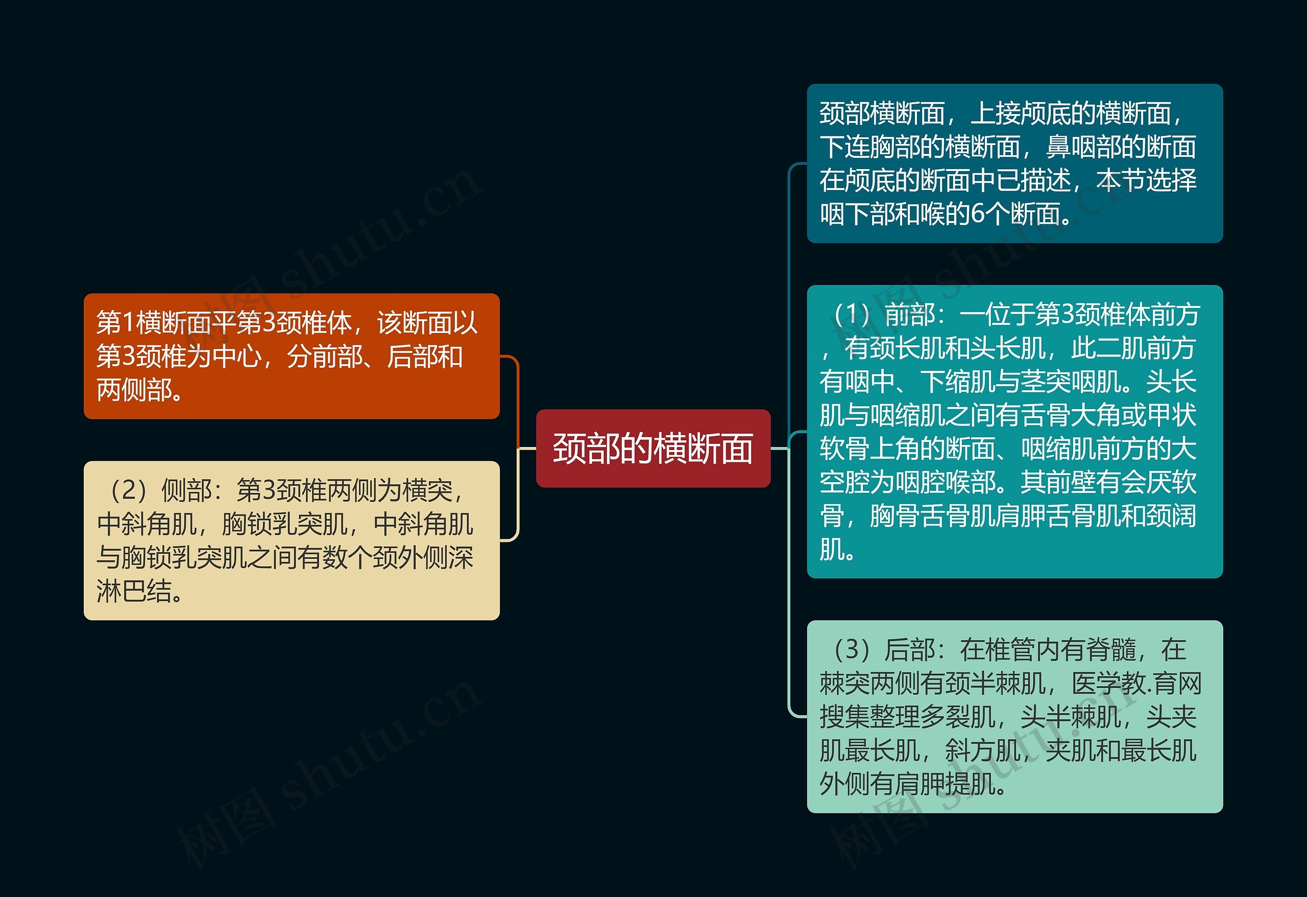 颈部的横断面 颈部的横断面