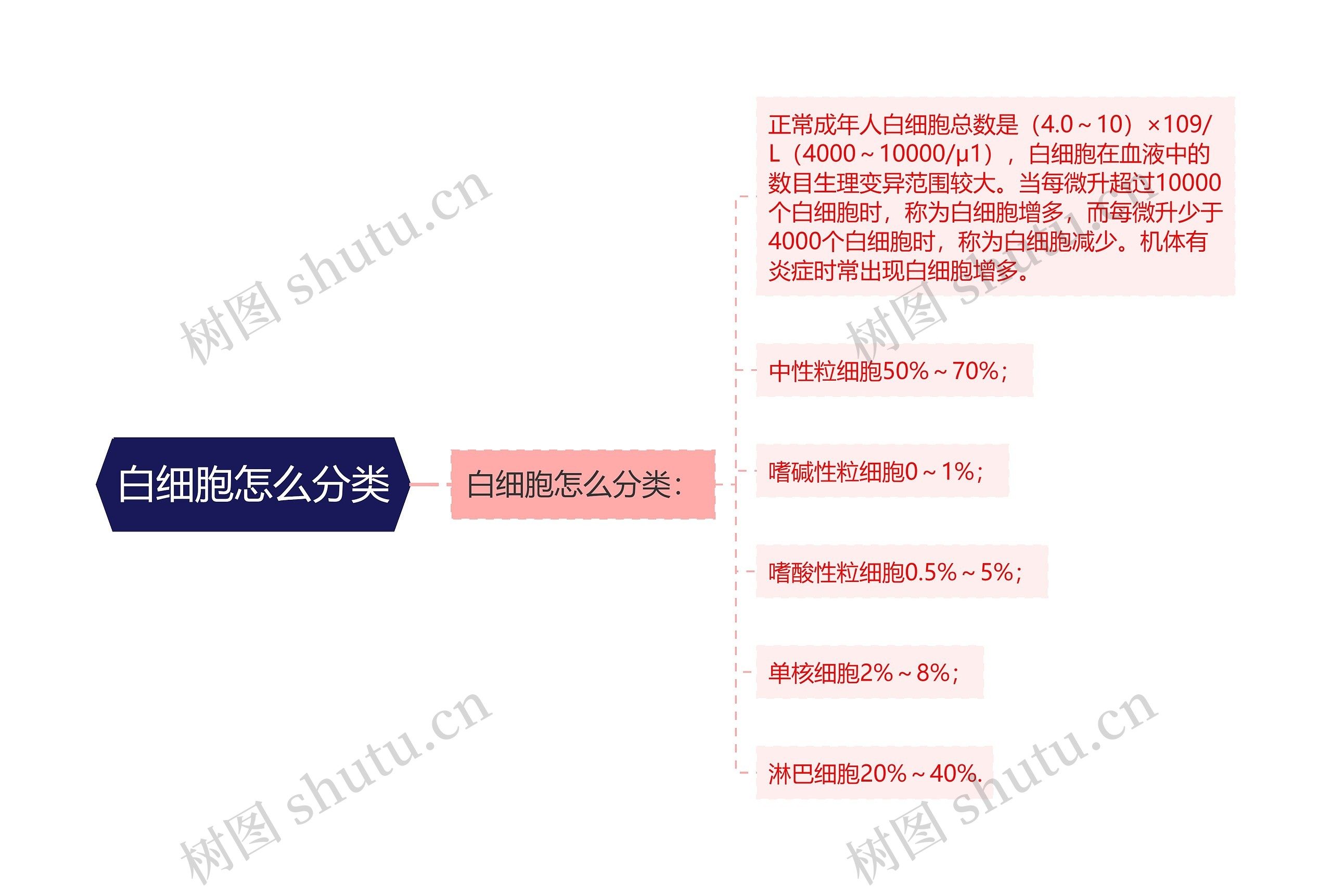 白细胞怎么分类思维导图