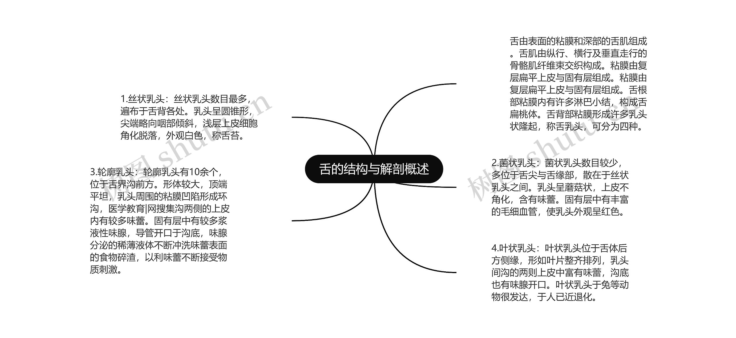 舌的结构与解剖概述思维导图