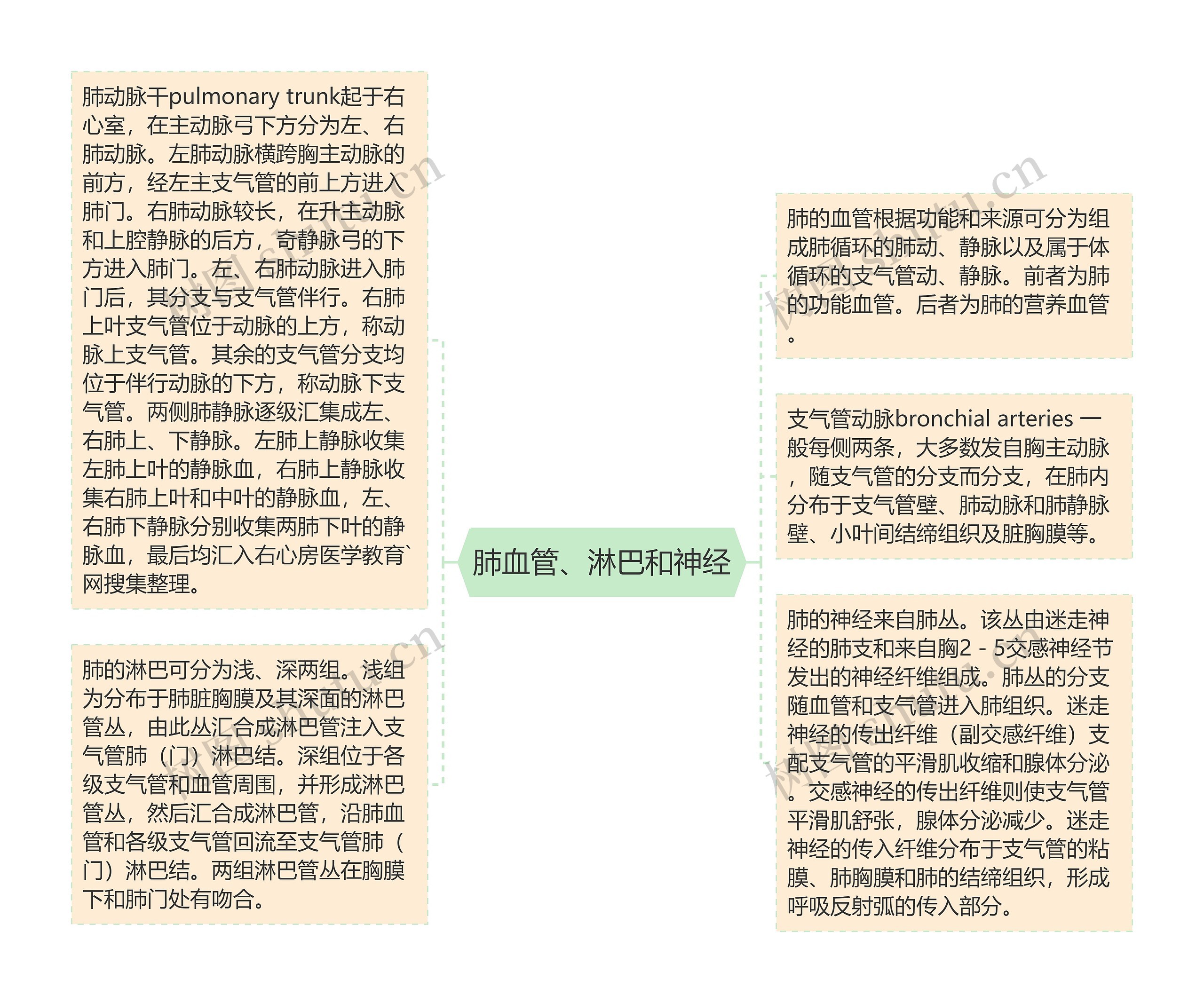 肺血管、淋巴和神经