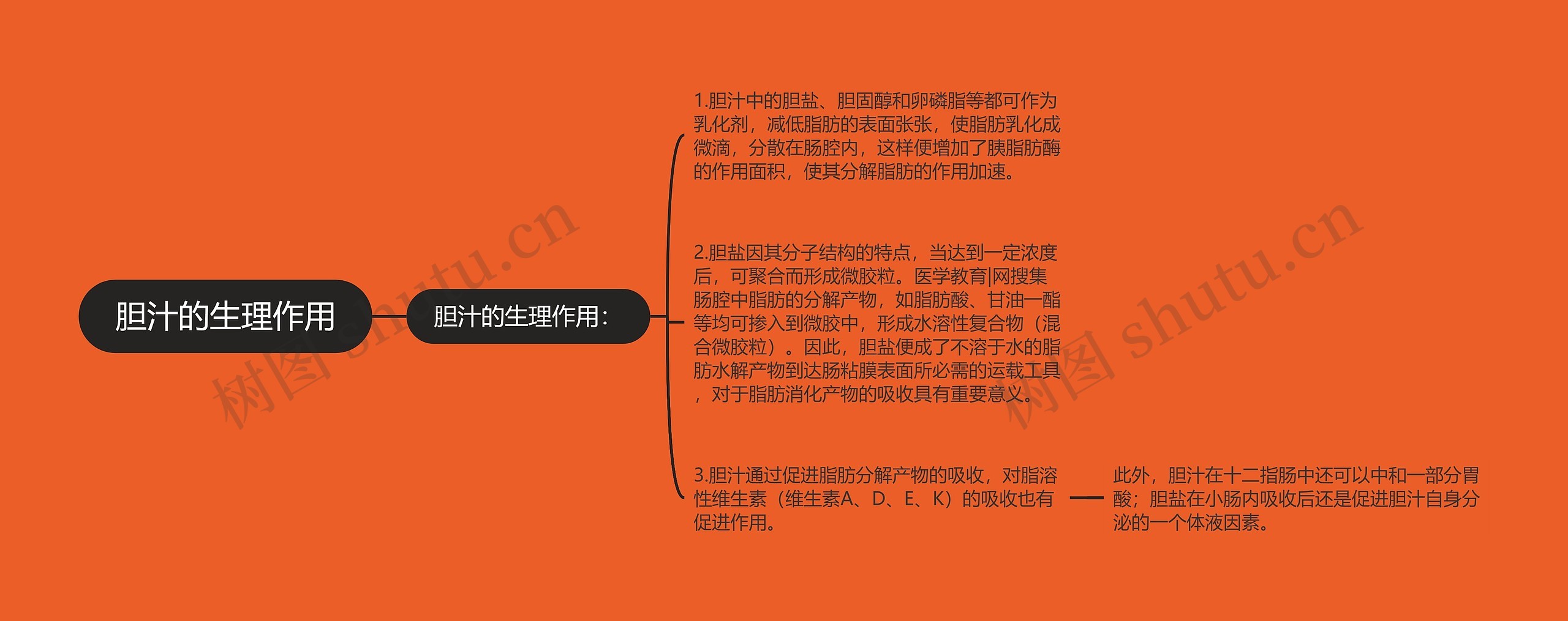 胆汁的生理作用思维导图