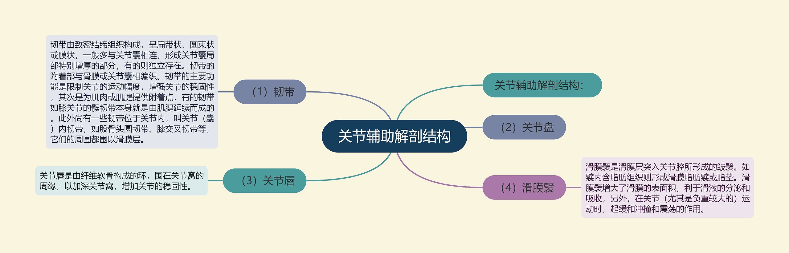 关节辅助解剖结构思维导图