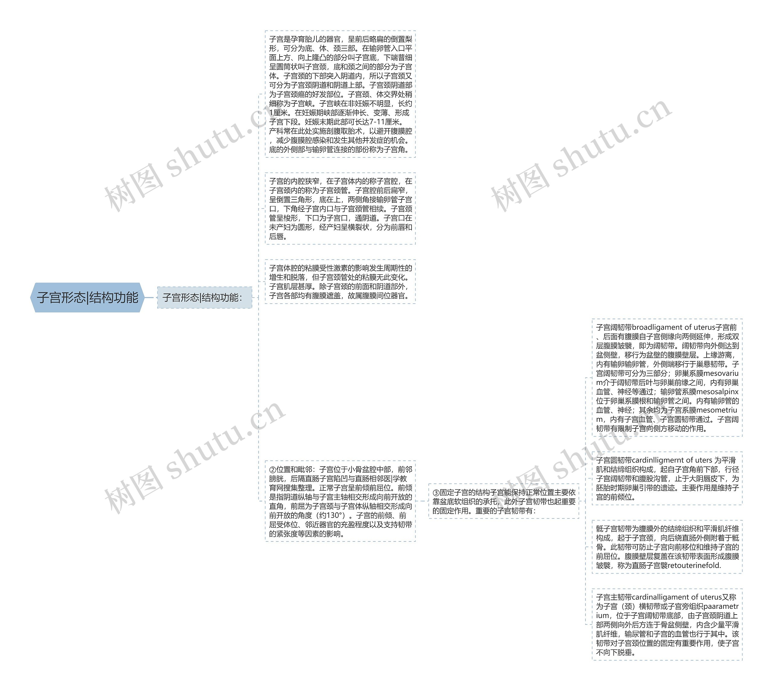 子宫形态|结构功能思维导图
