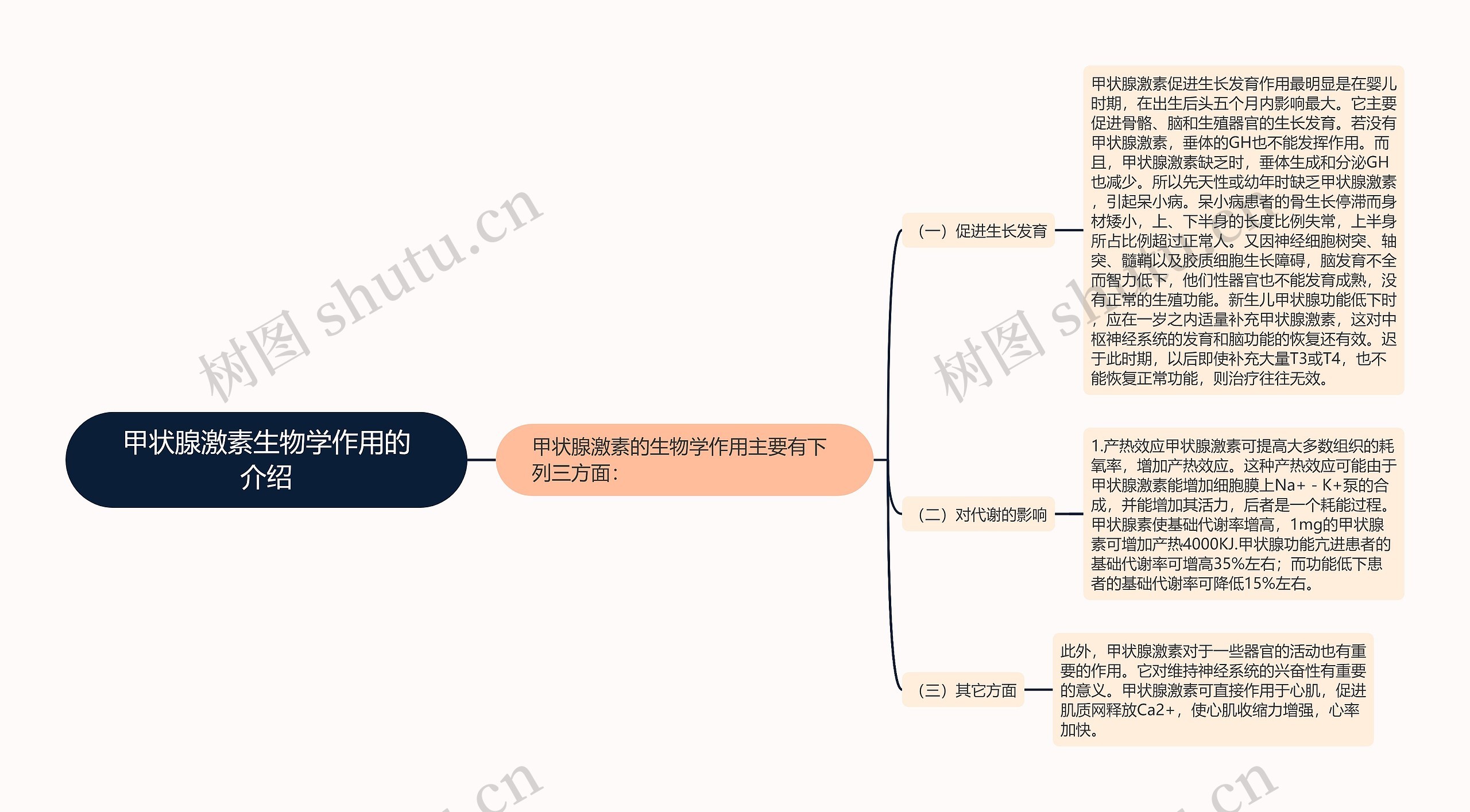 甲状腺激素生物学作用的介绍思维导图