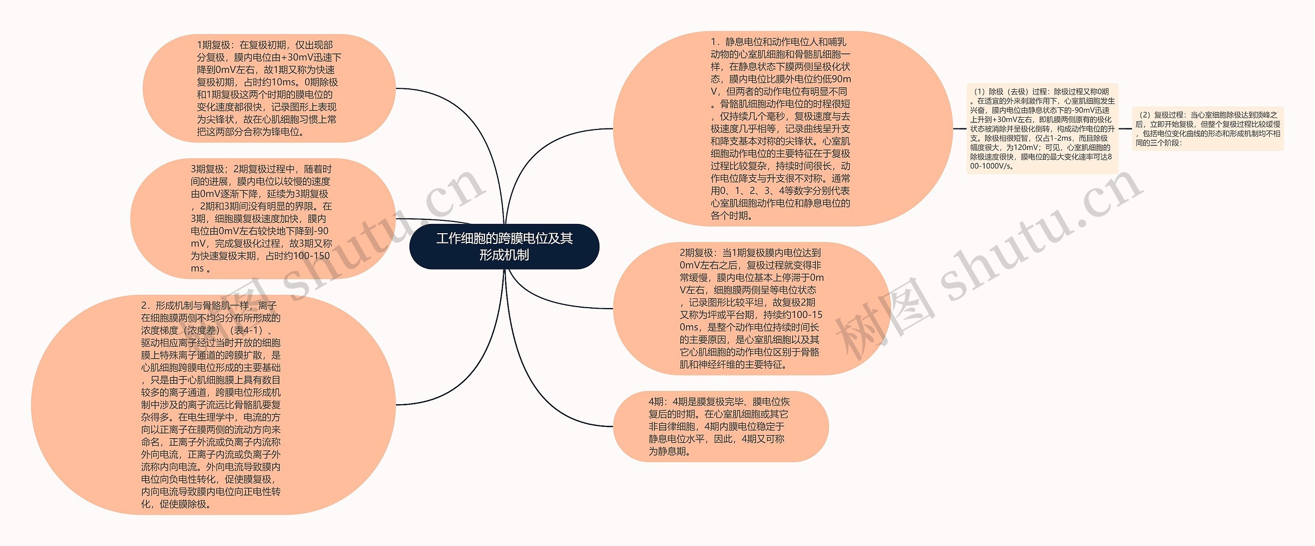 工作细胞的跨膜电位及其形成机制思维导图