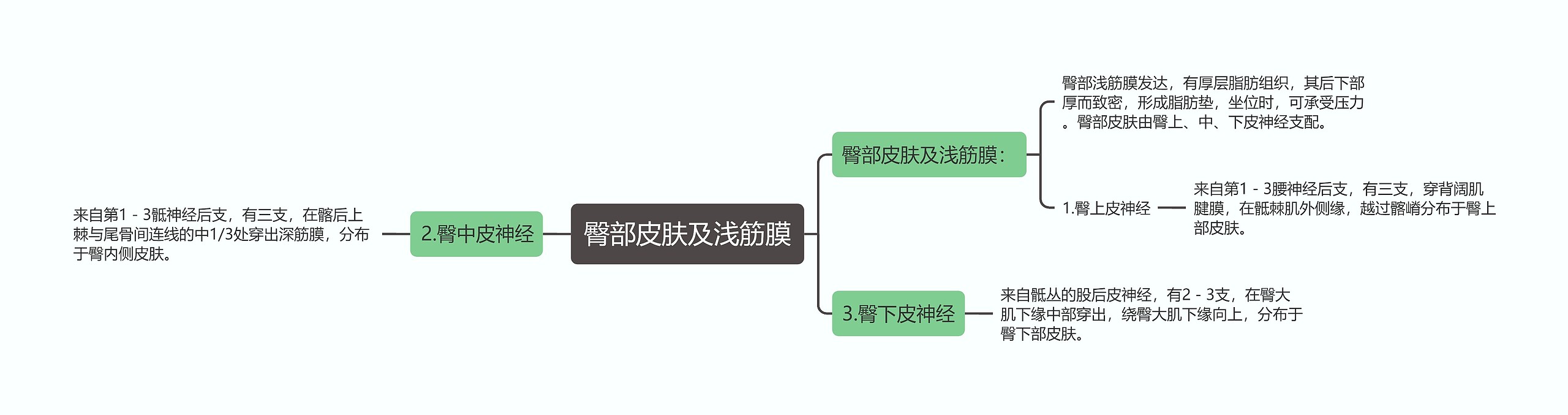 臀部皮肤及浅筋膜思维导图