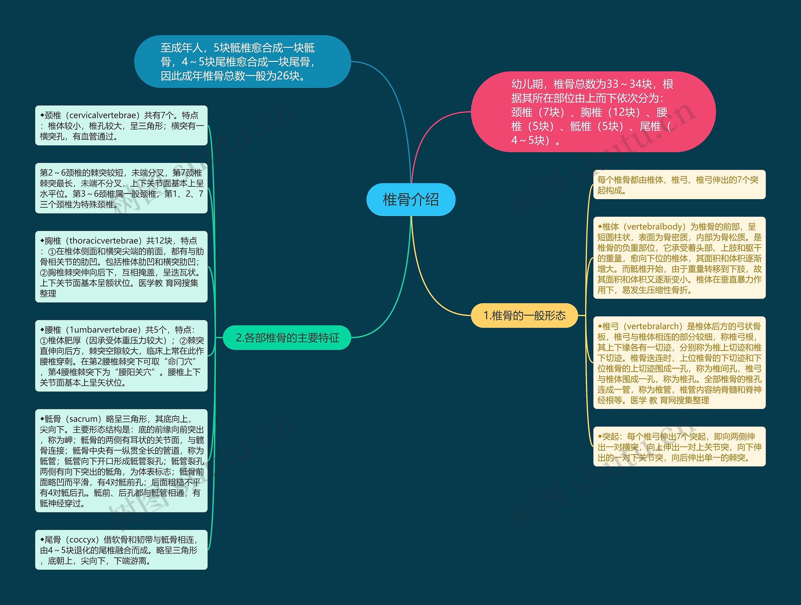 椎骨介绍思维导图