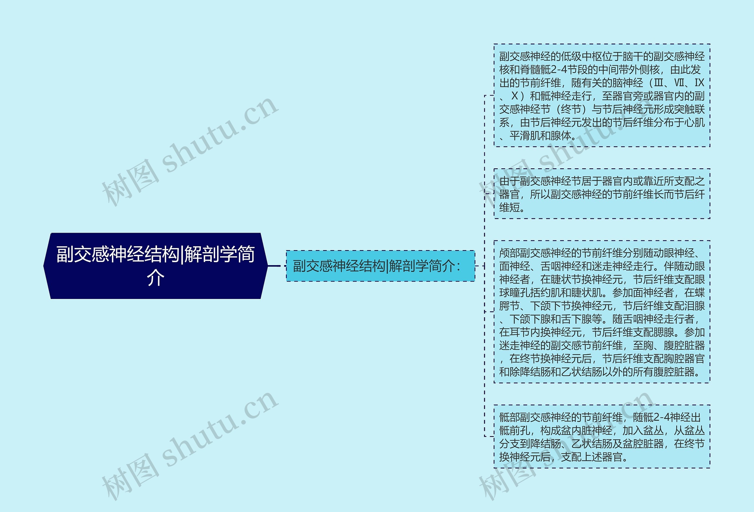 副交感神经结构|解剖学简介