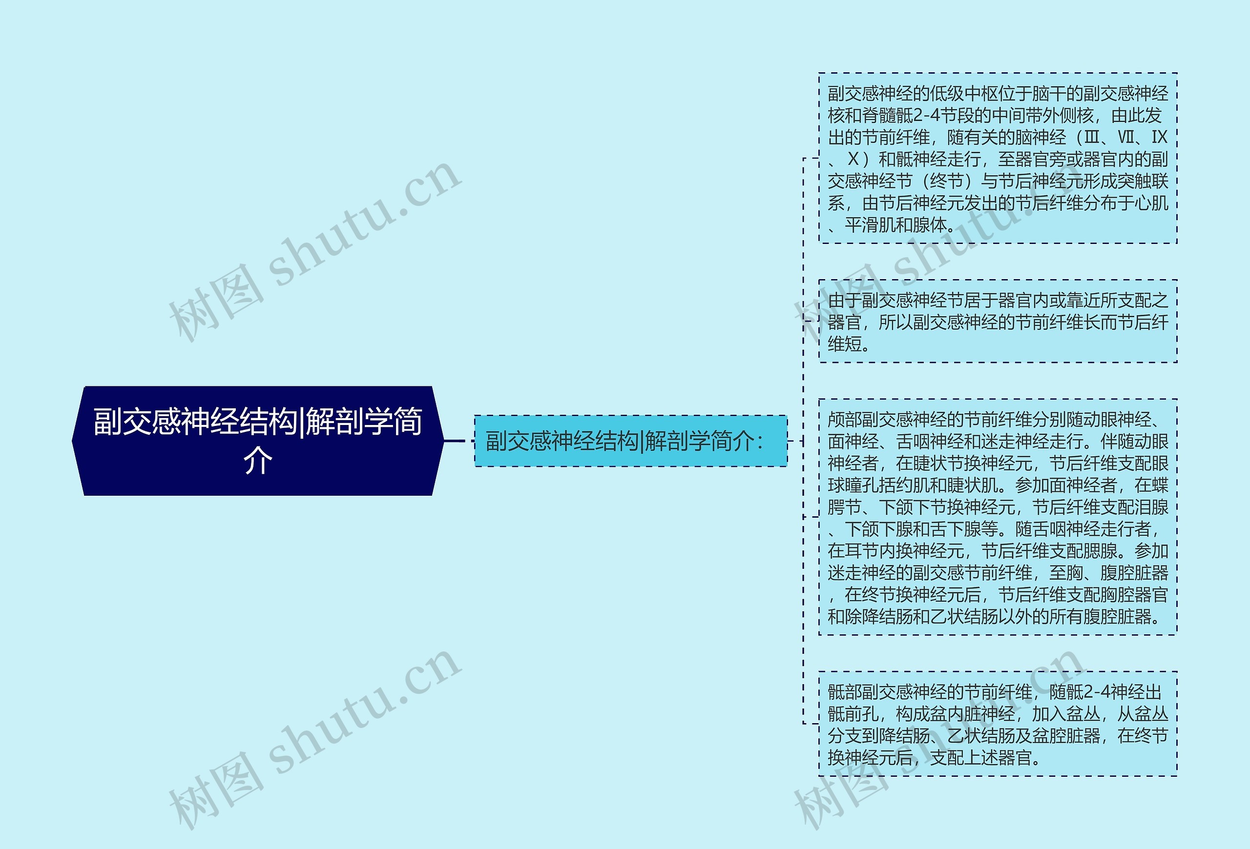 副交感神经结构|解剖学简介思维导图