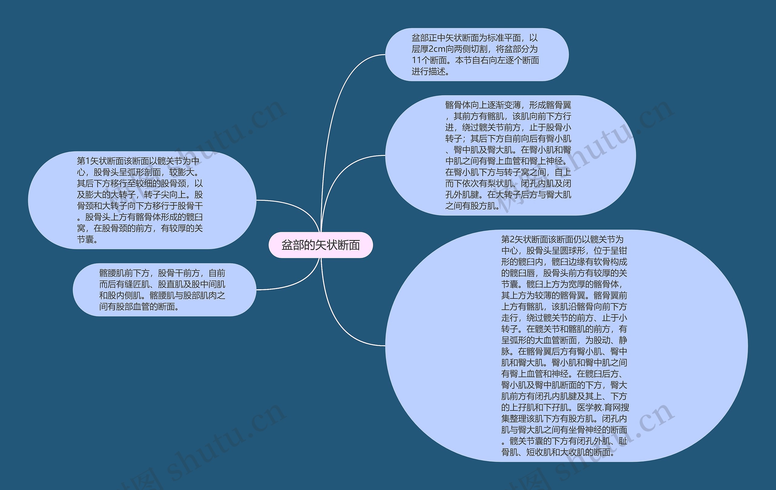 盆部的矢状断面思维导图