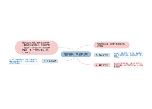 臀部皮肤、浅筋膜解剖