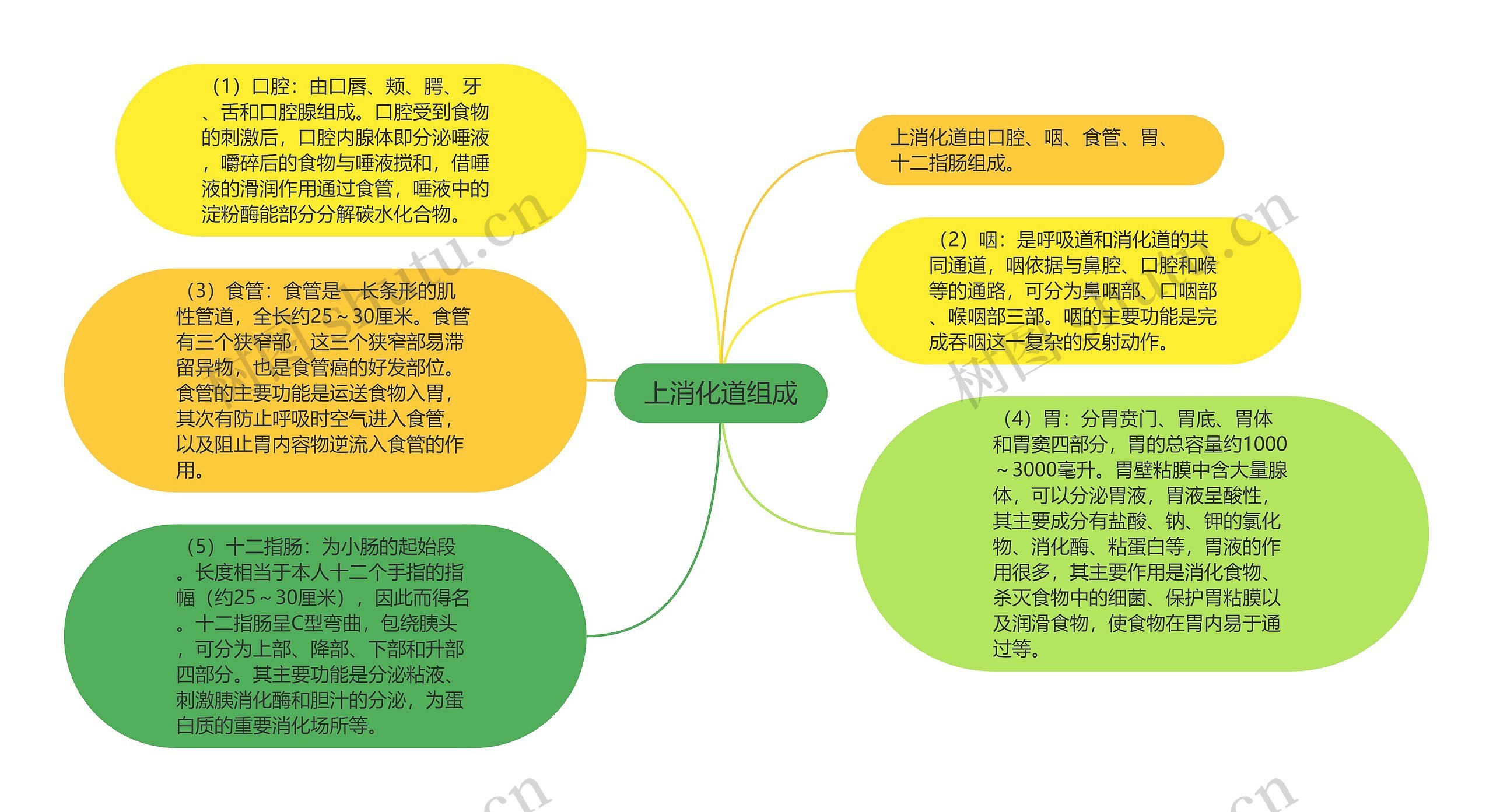 上消化道组成