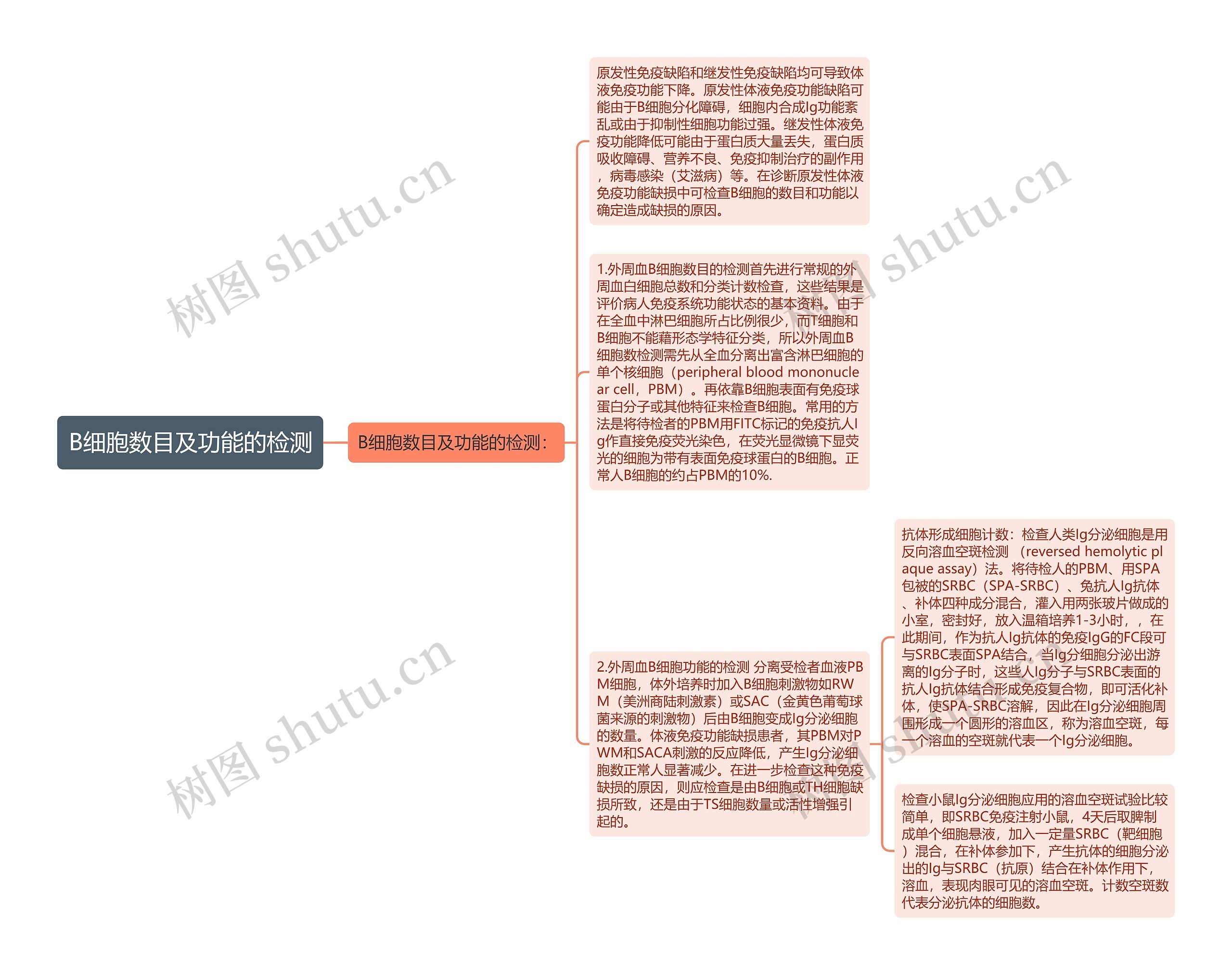 B细胞数目及功能的检测思维导图