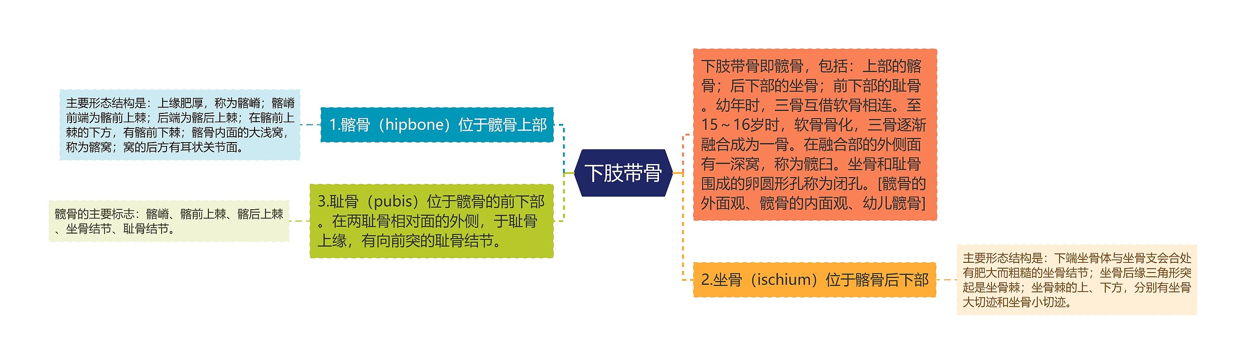 下肢带骨思维导图