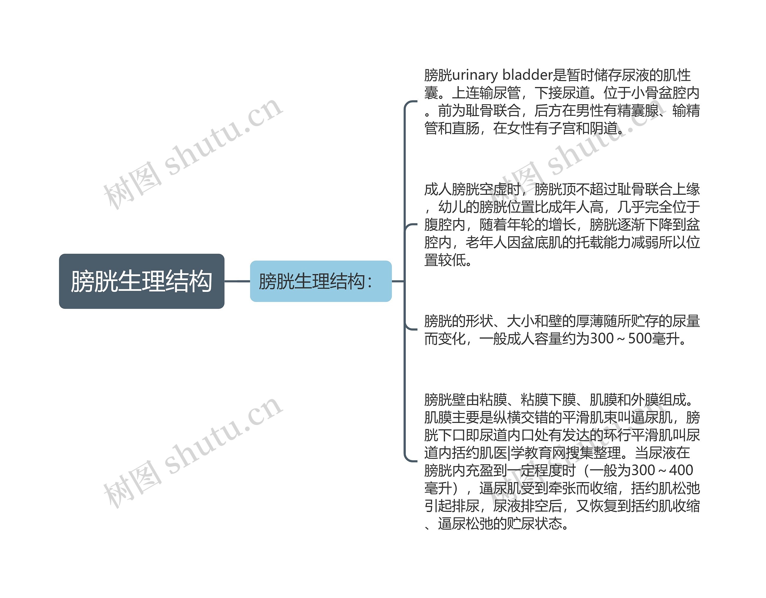 膀胱生理结构