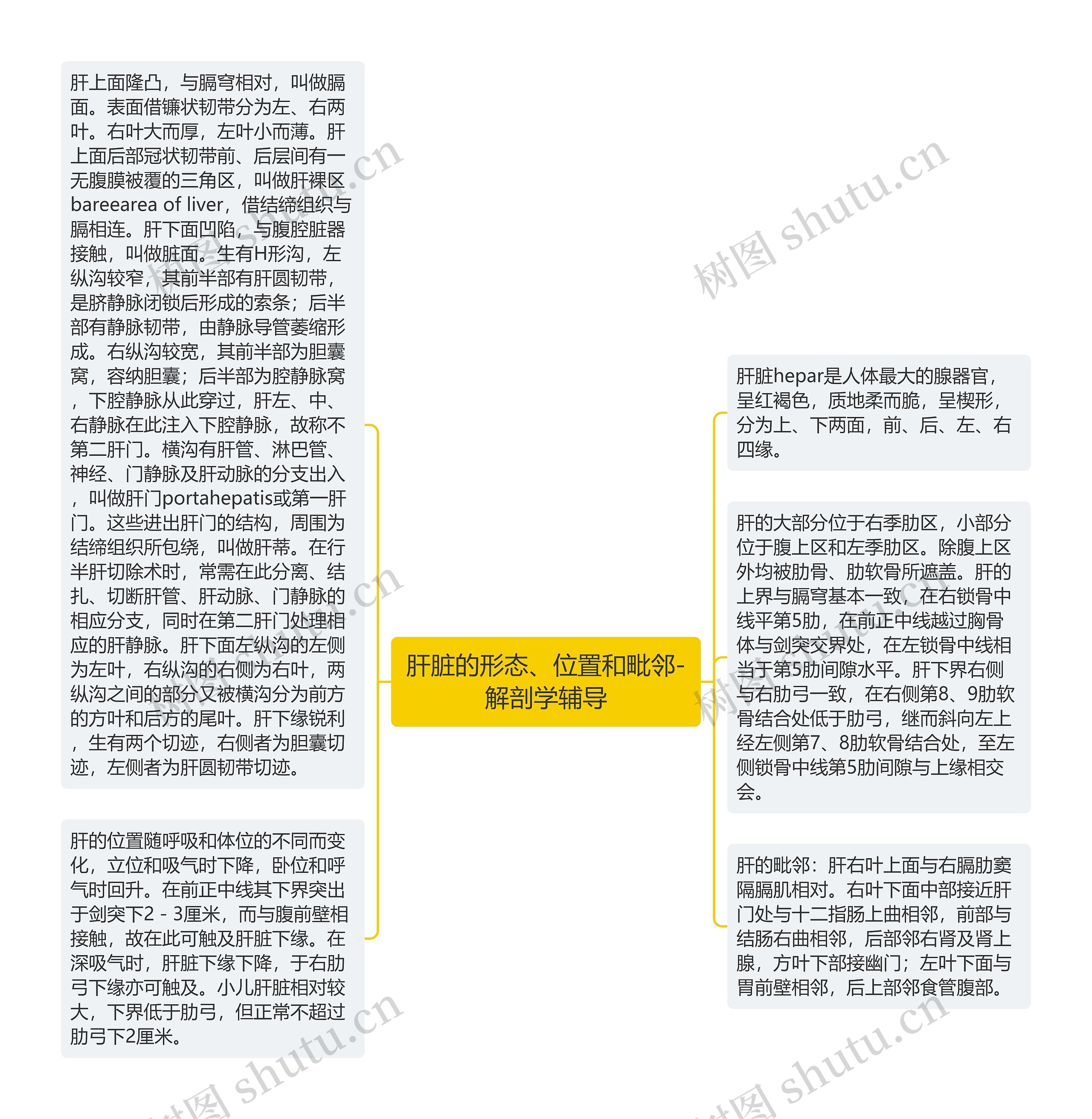 肝脏的形态、位置和毗邻-解剖学辅导思维导图