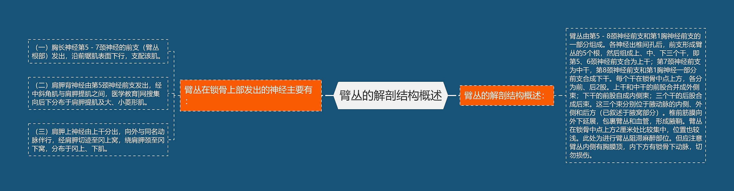 臂丛的解剖结构概述 臂丛的解剖结构概述