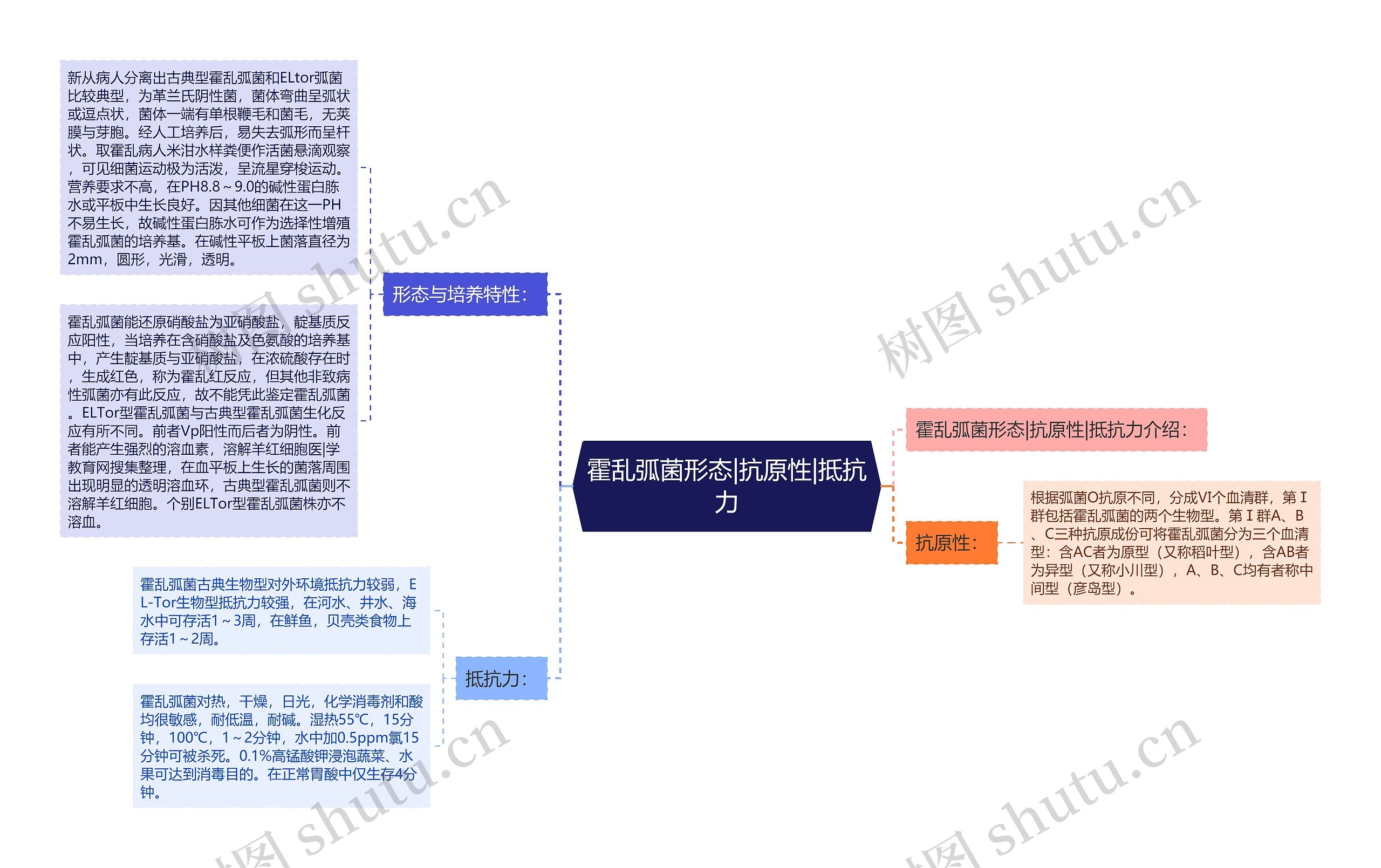 霍乱弧菌形态|抗原性|抵抗力思维导图