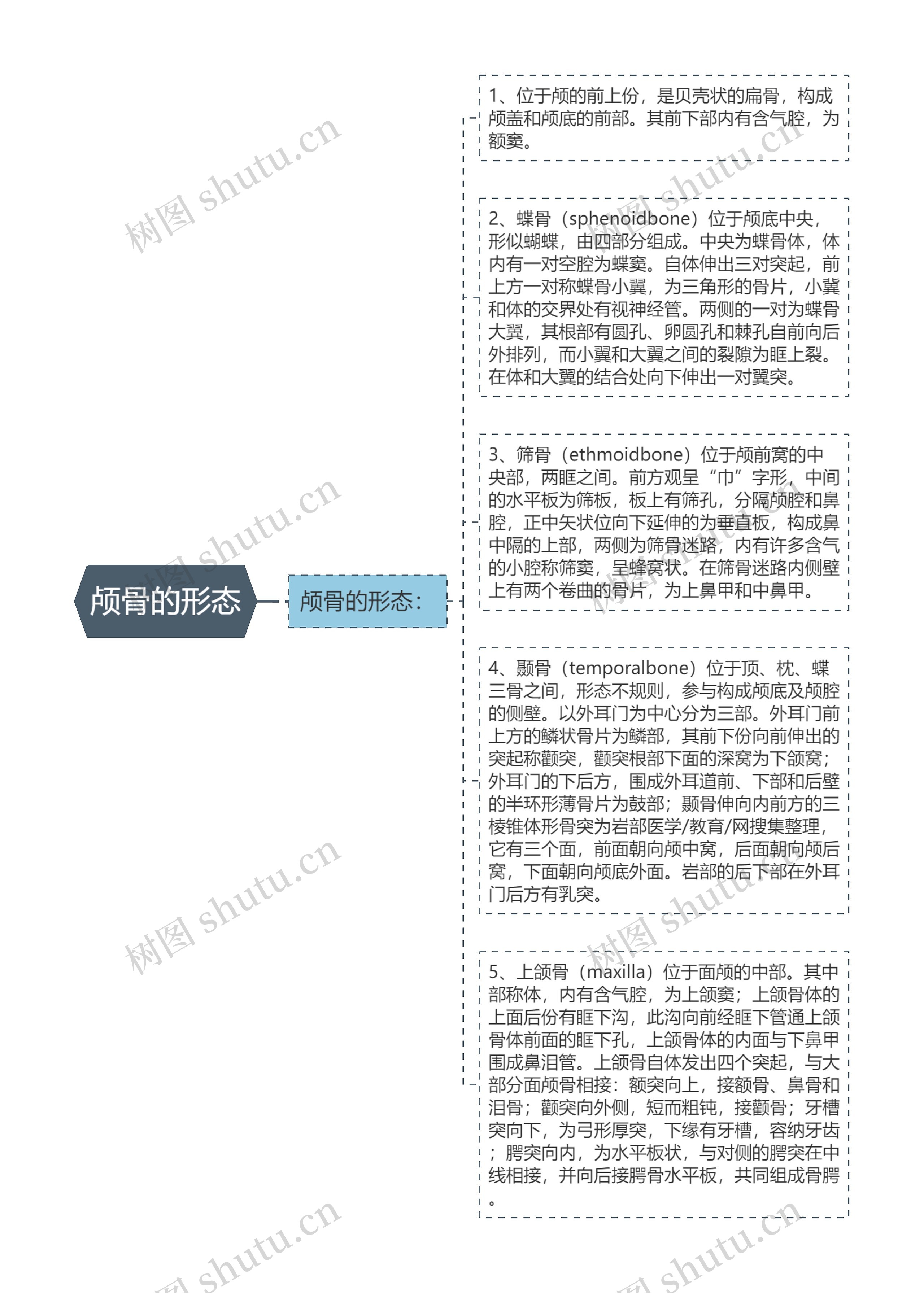 颅骨的形态思维导图