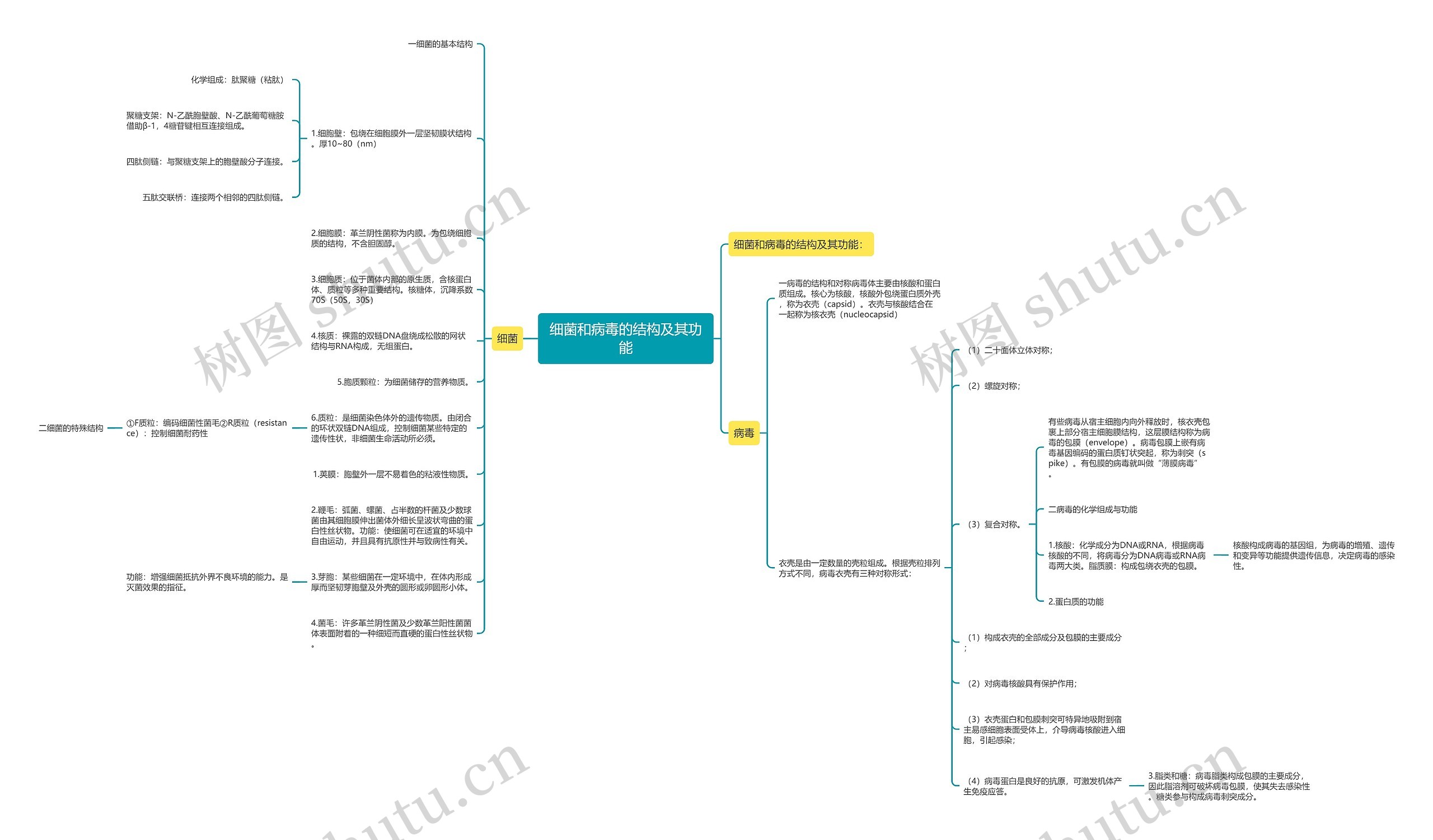 细菌和病毒的结构及其功能 细菌和病毒的结构及其功能
