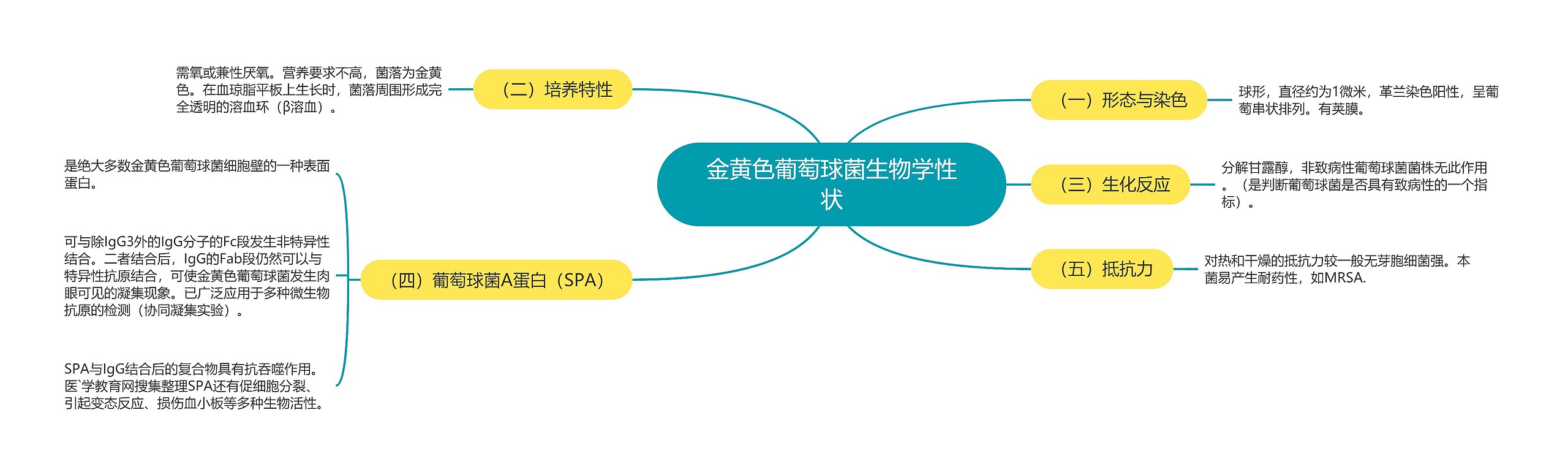 金黄色葡萄球菌生物学性状