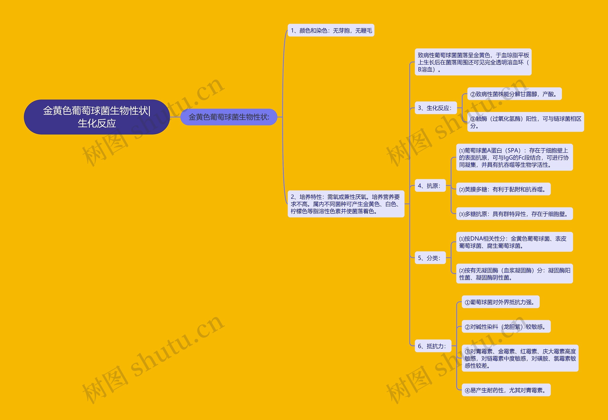 金黄色葡萄球菌生物性状|生化反应思维导图