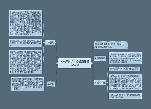 人体解剖学：神经系的基本结构