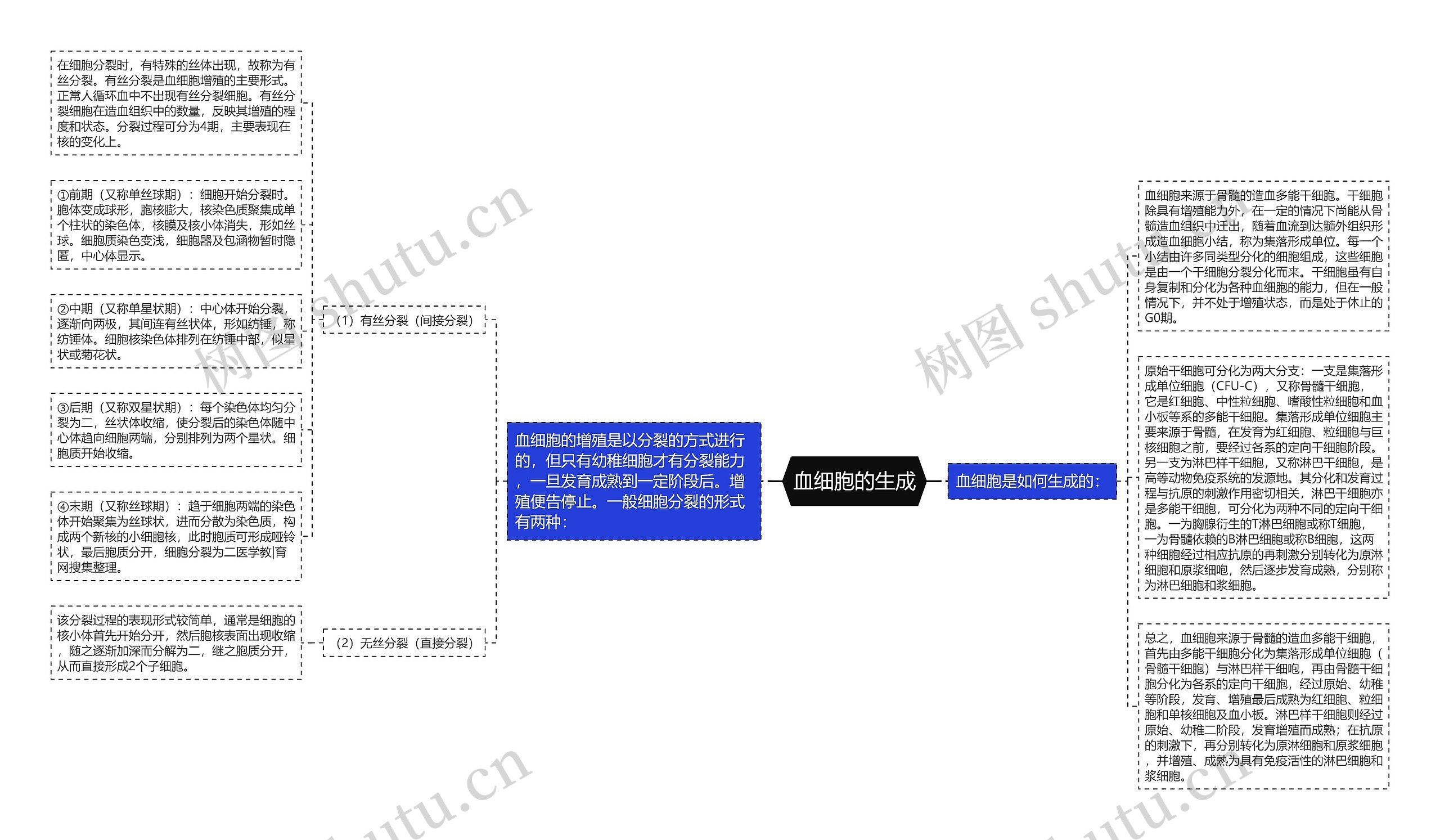 血细胞的生成思维导图