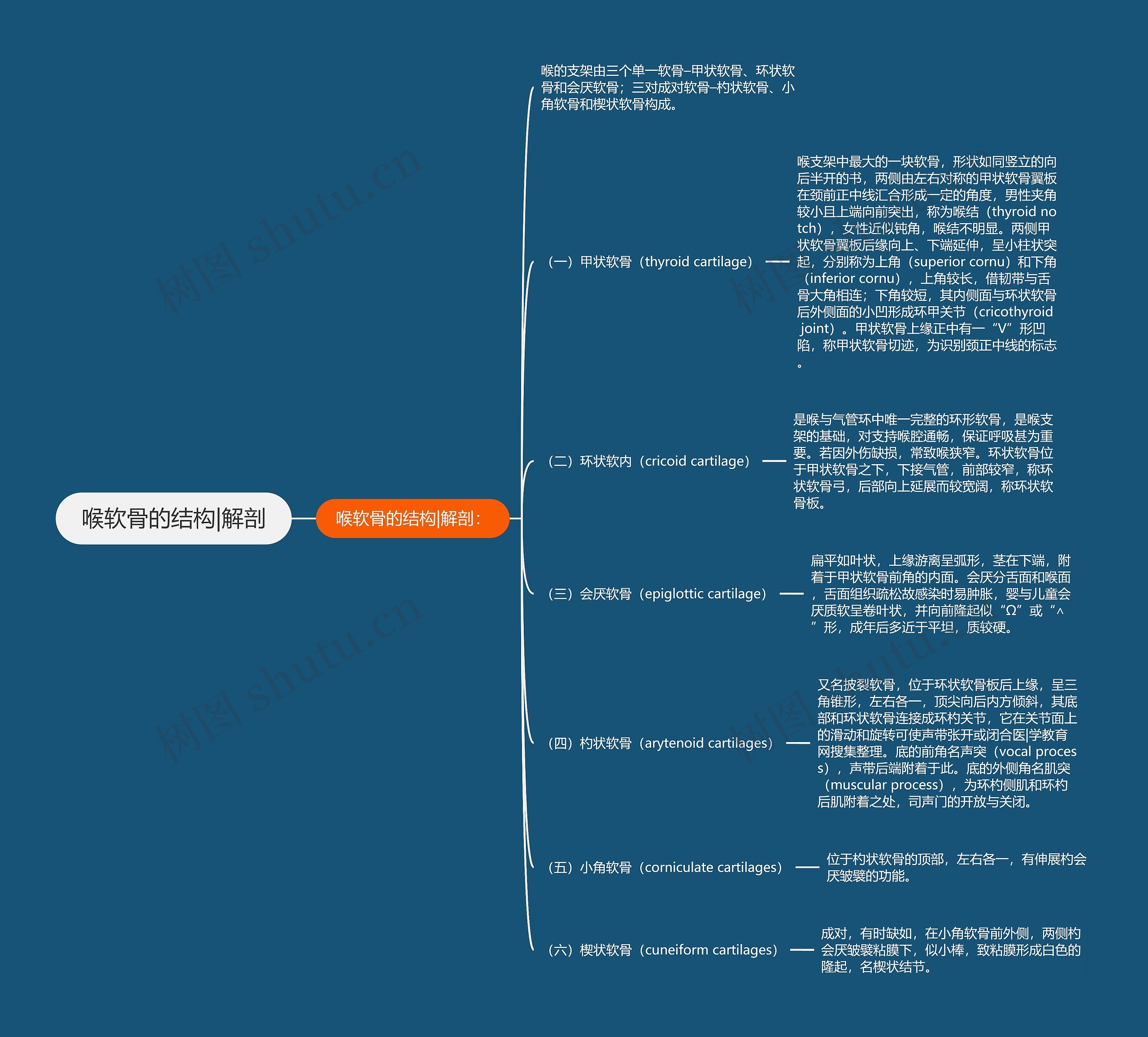 喉软骨的结构|解剖