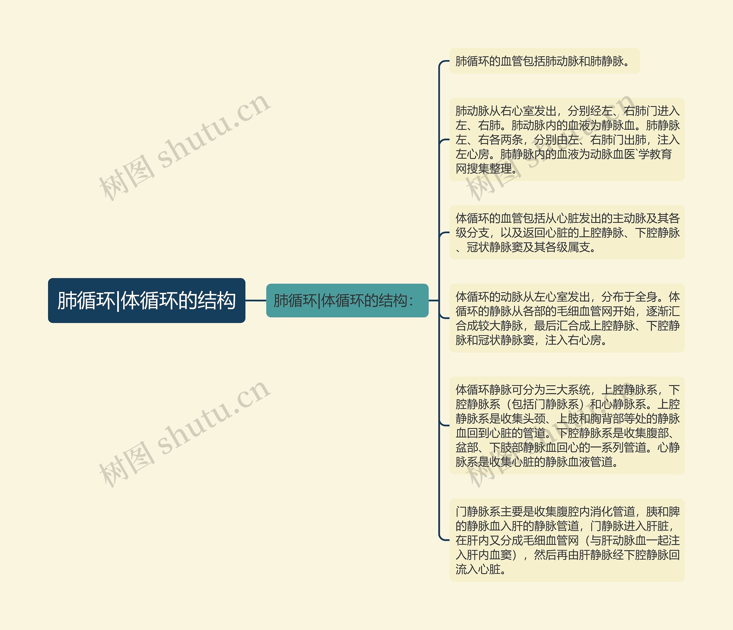 肺循环|体循环的结构思维导图