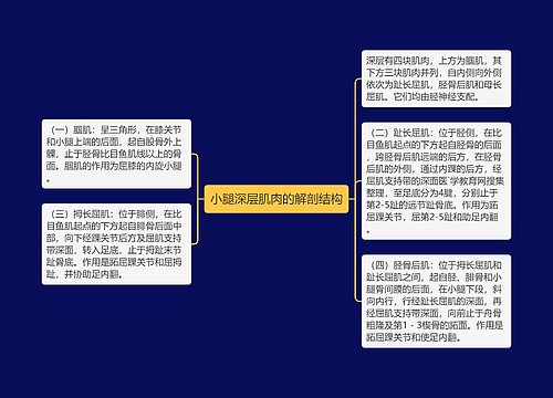 小腿深层肌肉的解剖结构