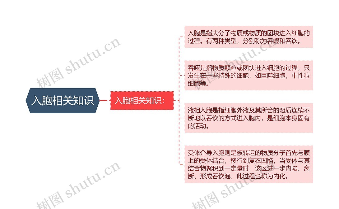 入胞相关知识思维导图_编号p7566191-TreeMind树图