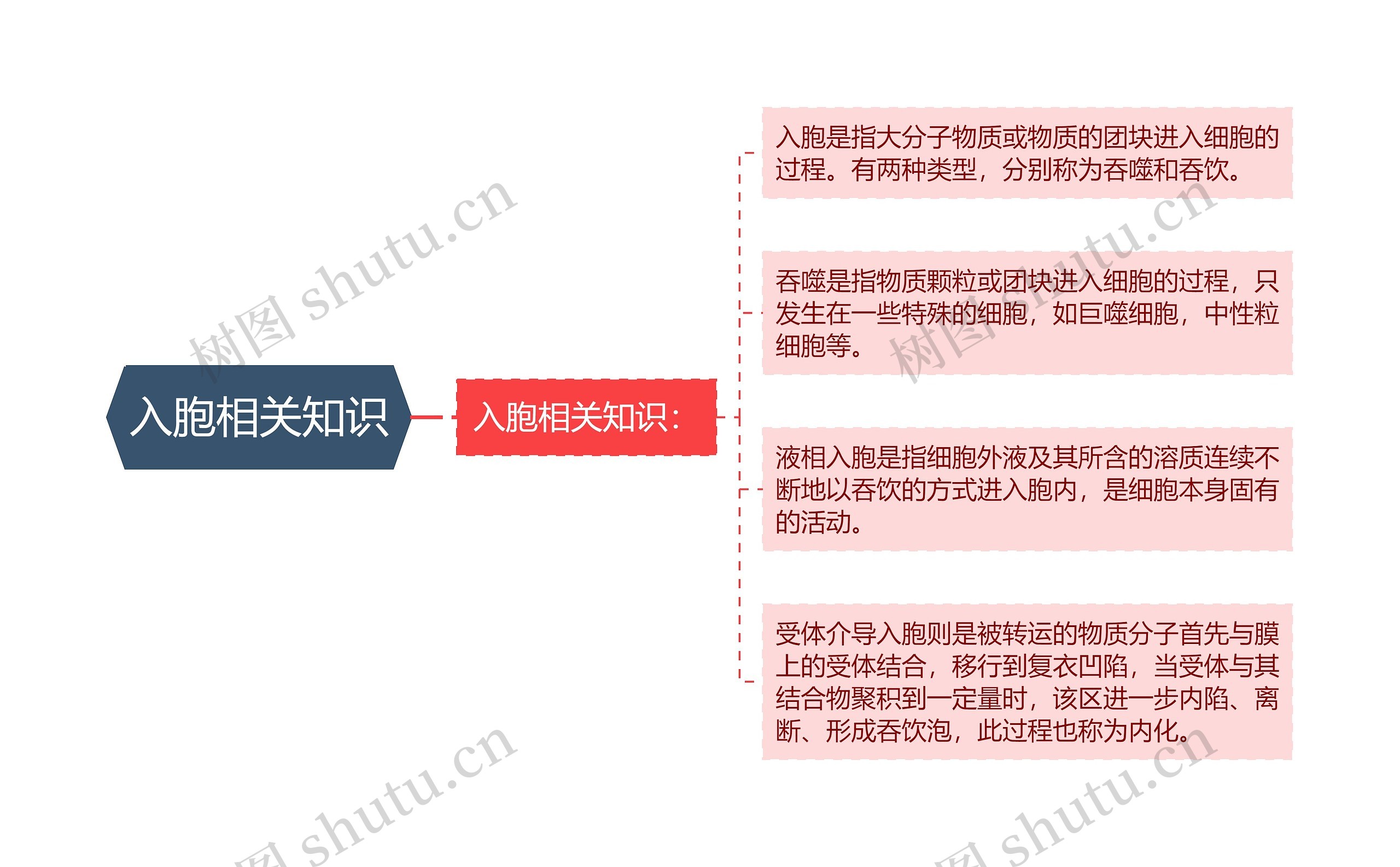 入胞相关知识