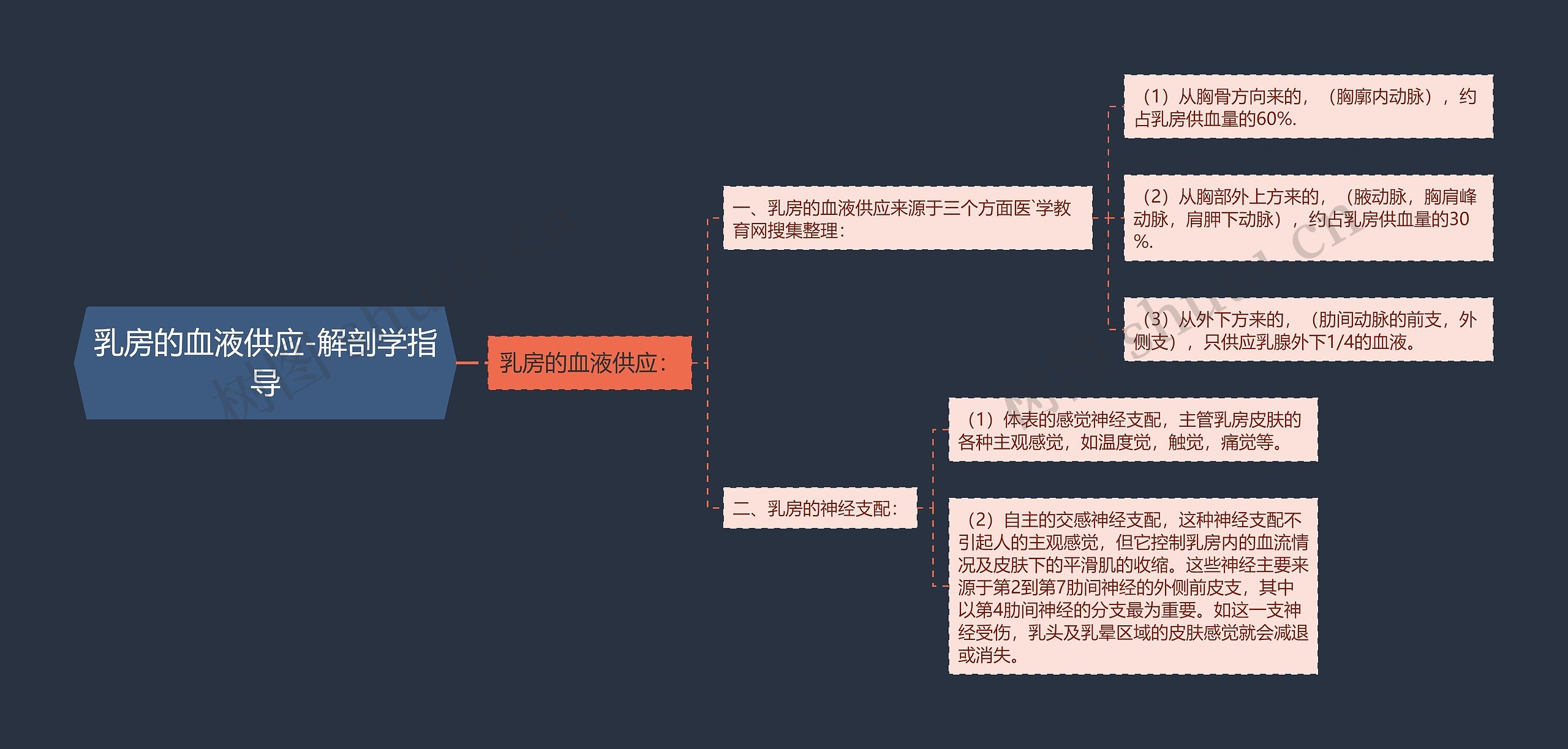 乳房的血液供应-解剖学指导思维导图