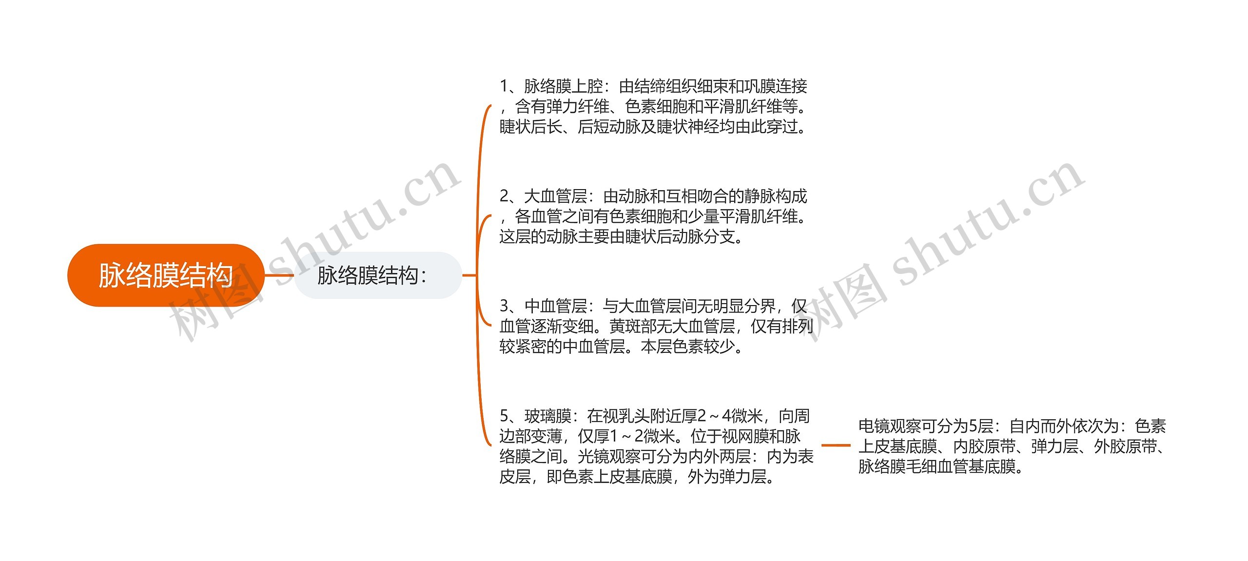 脉络膜结构思维导图