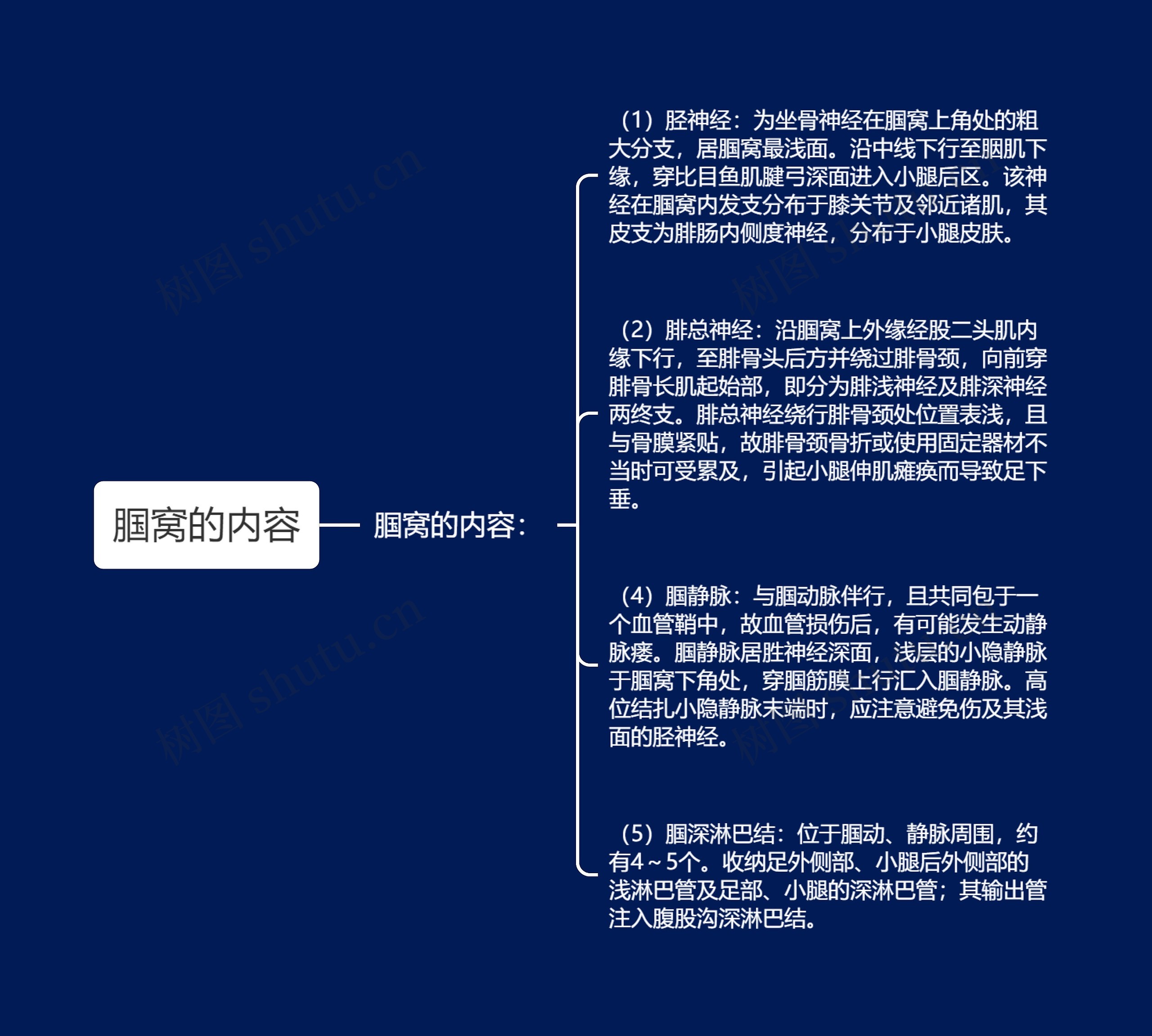 腘窝的内容